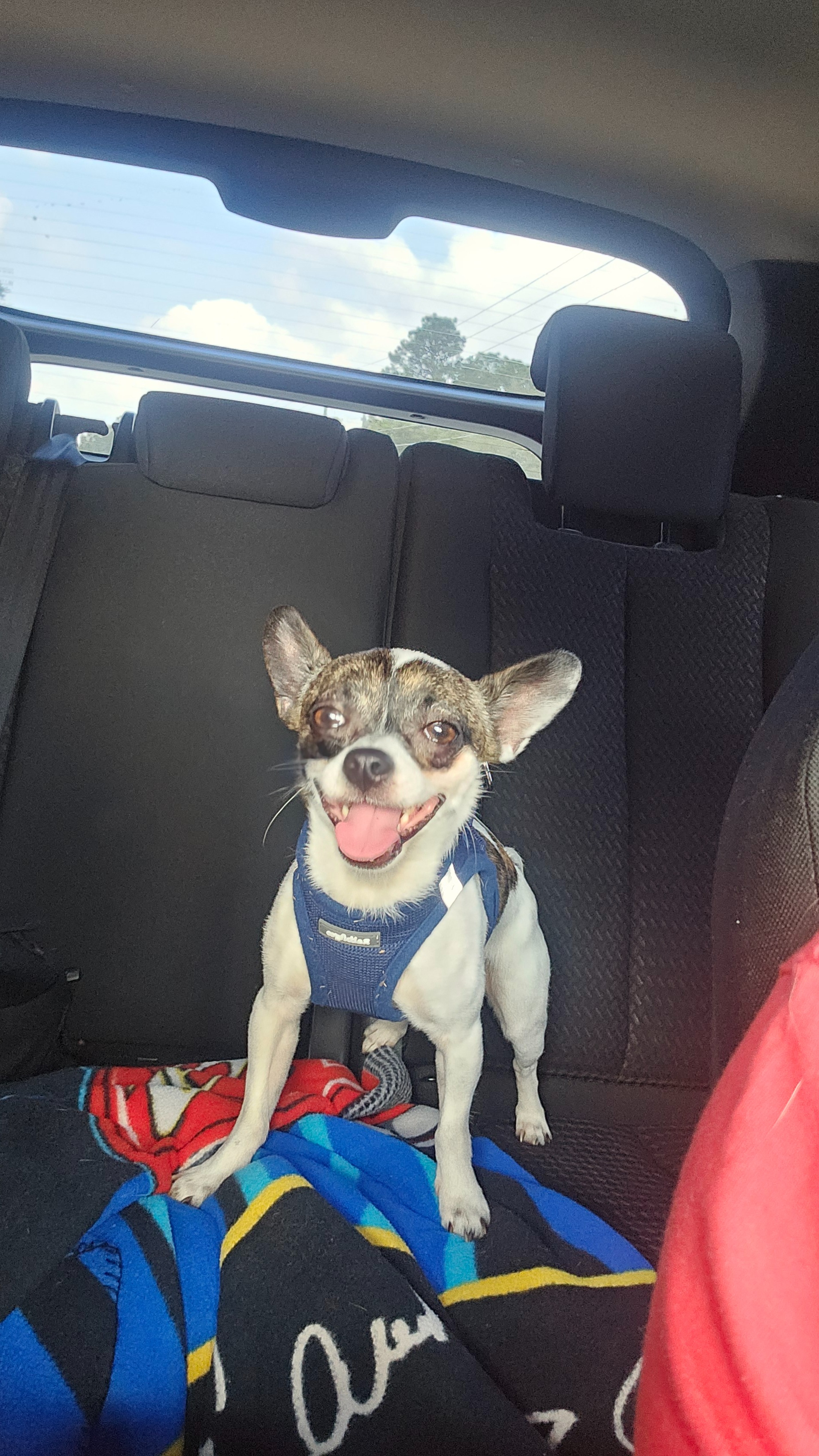 For the Love of Mickey: Help Our Rescue Heal campaign photo, 2 of 8