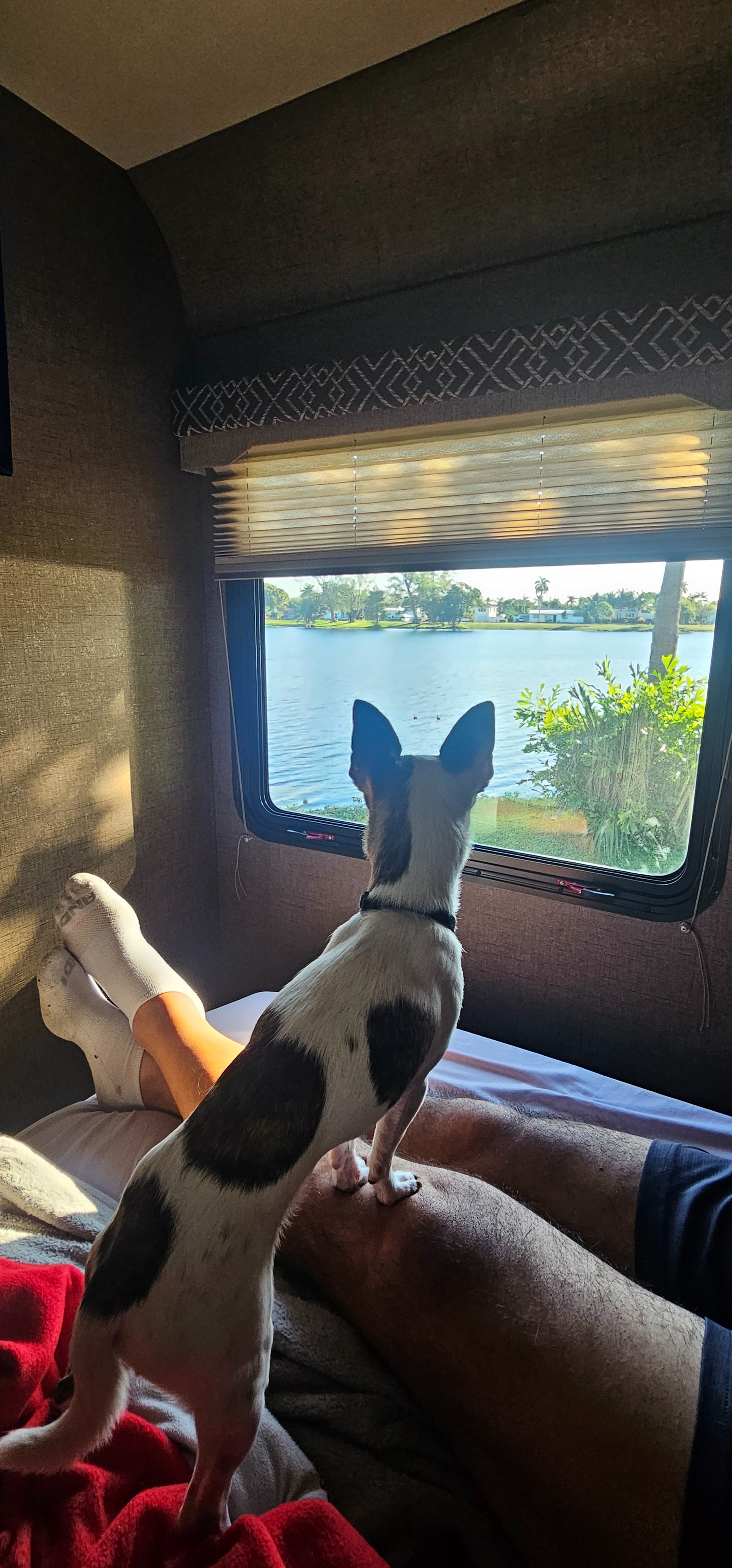 For the Love of Mickey: Help Our Rescue Heal campaign photo, 4 of 8