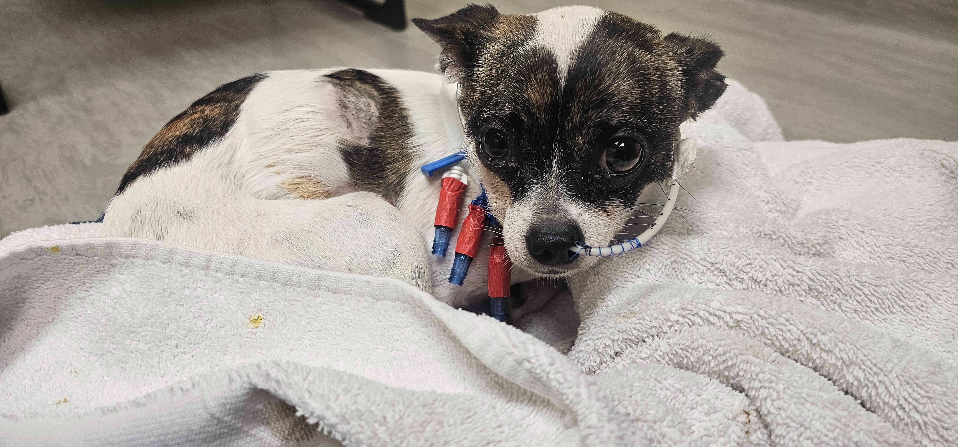 For the Love of Mickey: Help Our Rescue Heal campaign photo, 6 of 8