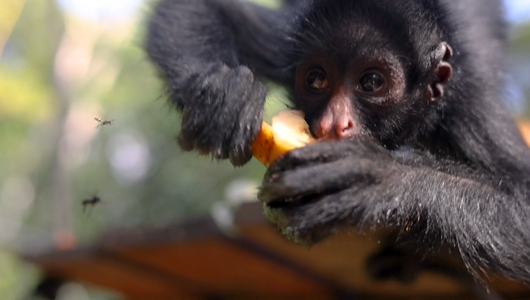 Help Ben Protect Endangered Wildlife in the Amazon campaign photo, 5 of 8