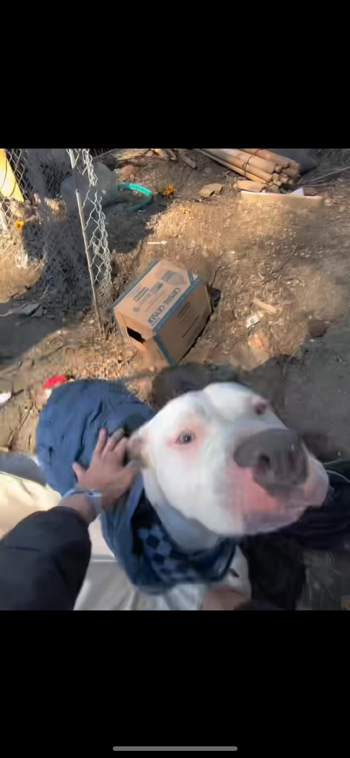 Support Housing for a Homeless Man and His Pitbull campaign photo, 6 of 7