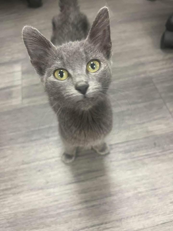 Help Lagniappe Get Her Life-Saving Surgery campaign photo, 2 of 4