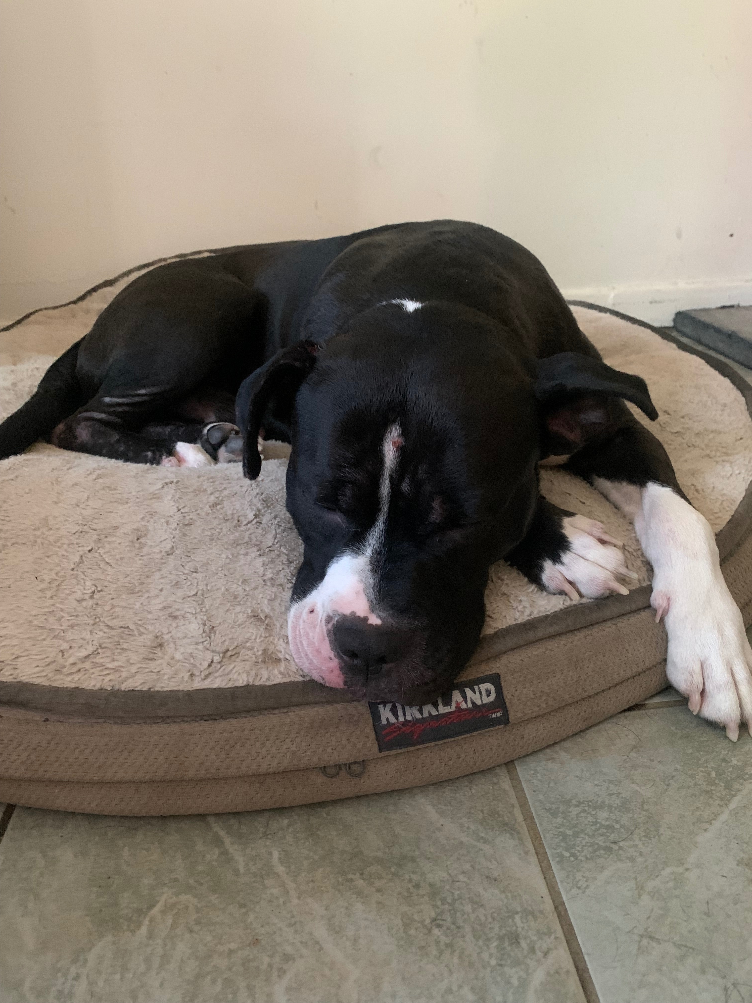 Help Support Cash’s Condition campaign photo, 4 of 8