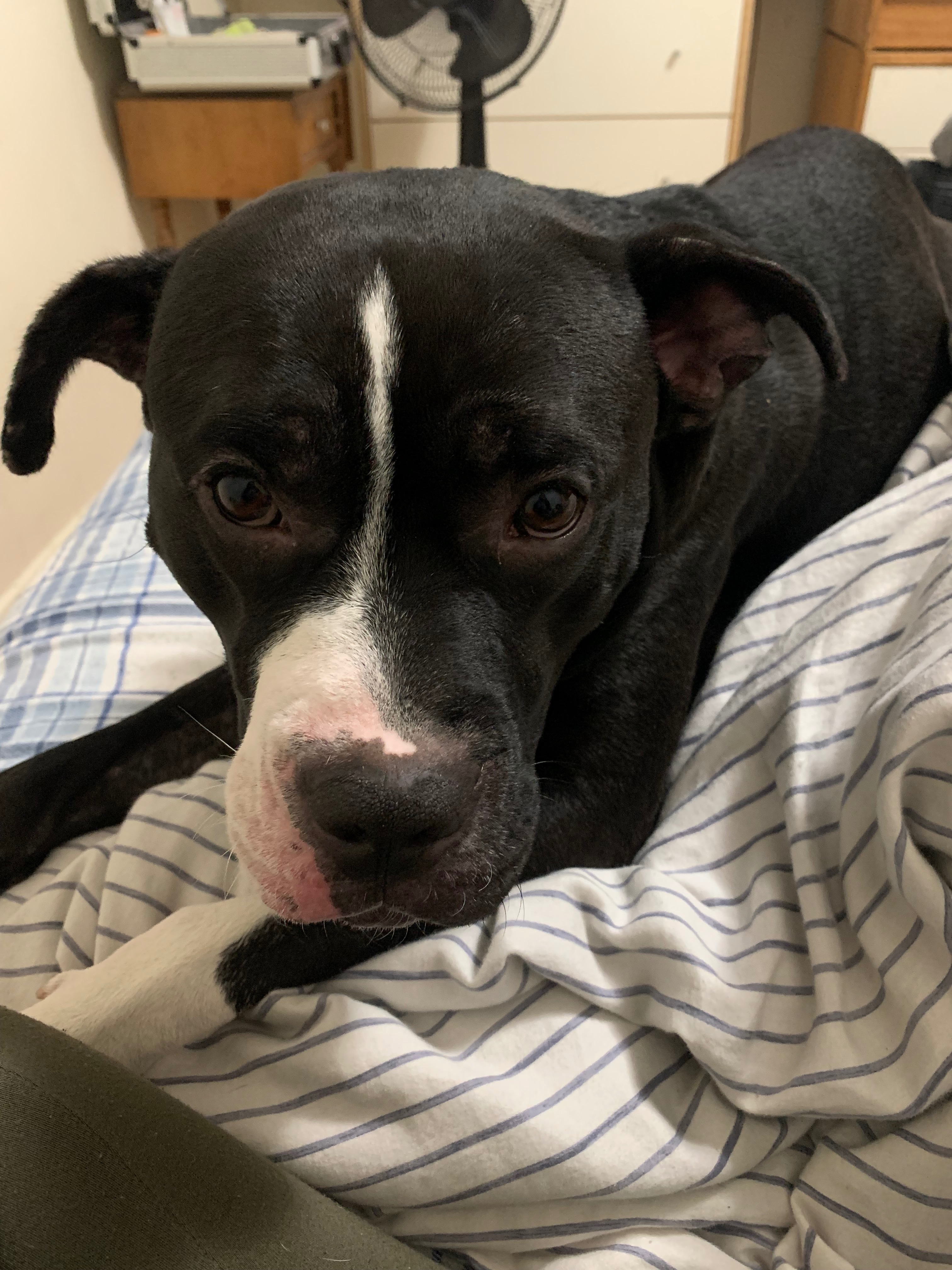Help Support Cash’s Condition campaign photo, 5 of 8