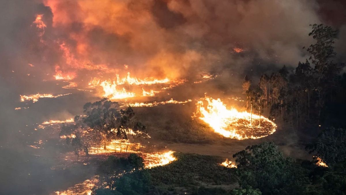 2026 Victorian Bush Fire Relief campaign photo, 6 of 8
