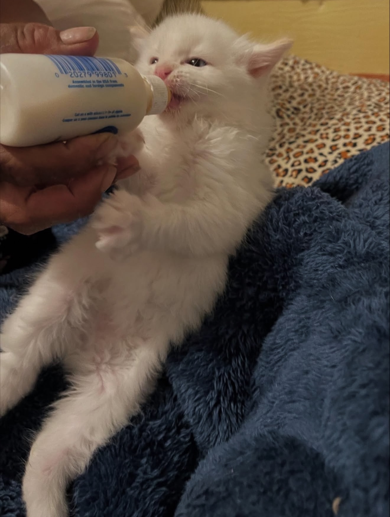 Support Queso’s Urgent Surgery Fund campaign photo, 7 of 8