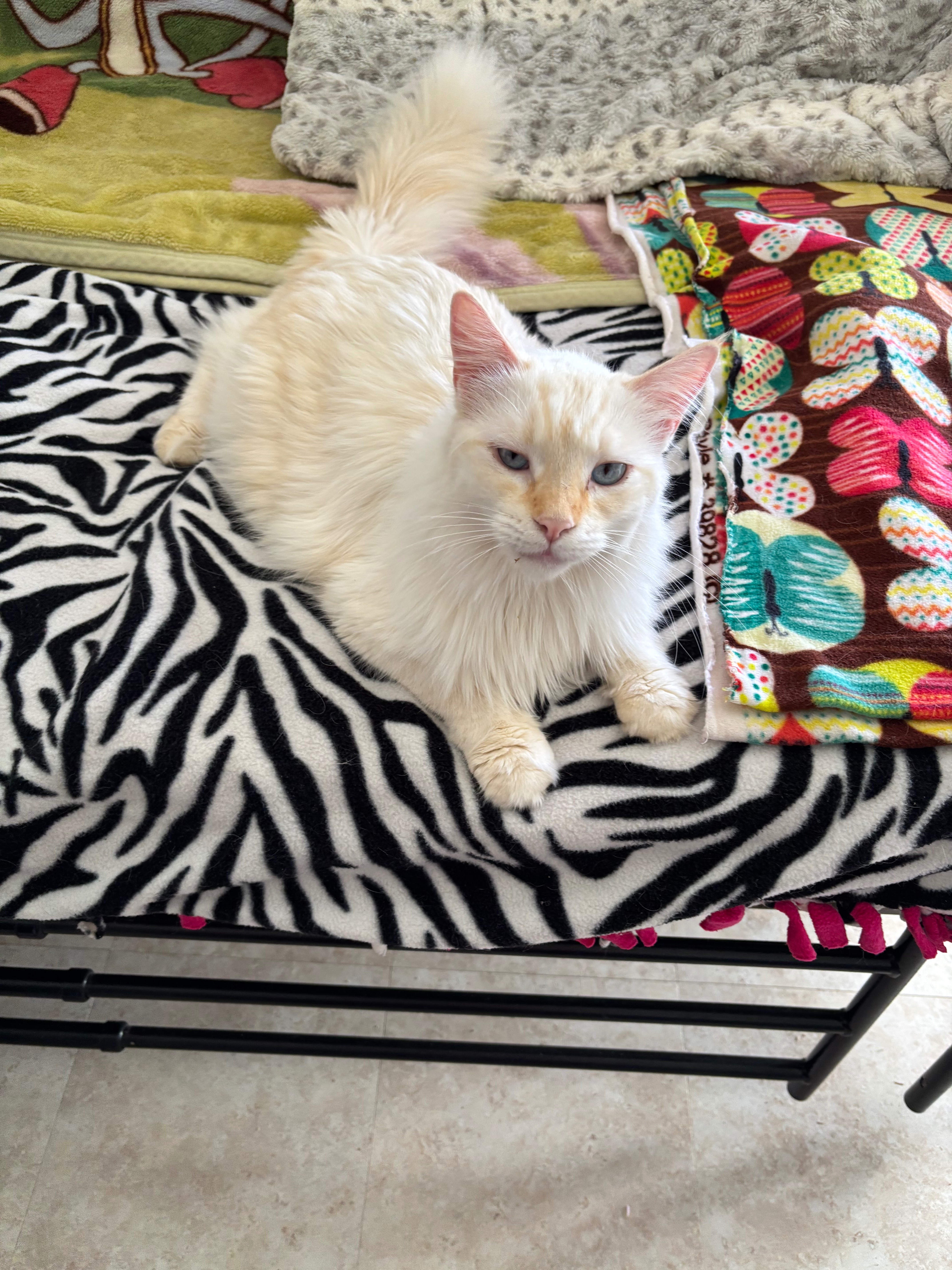 Support Queso’s Urgent Surgery Fund campaign photo, 2 of 8