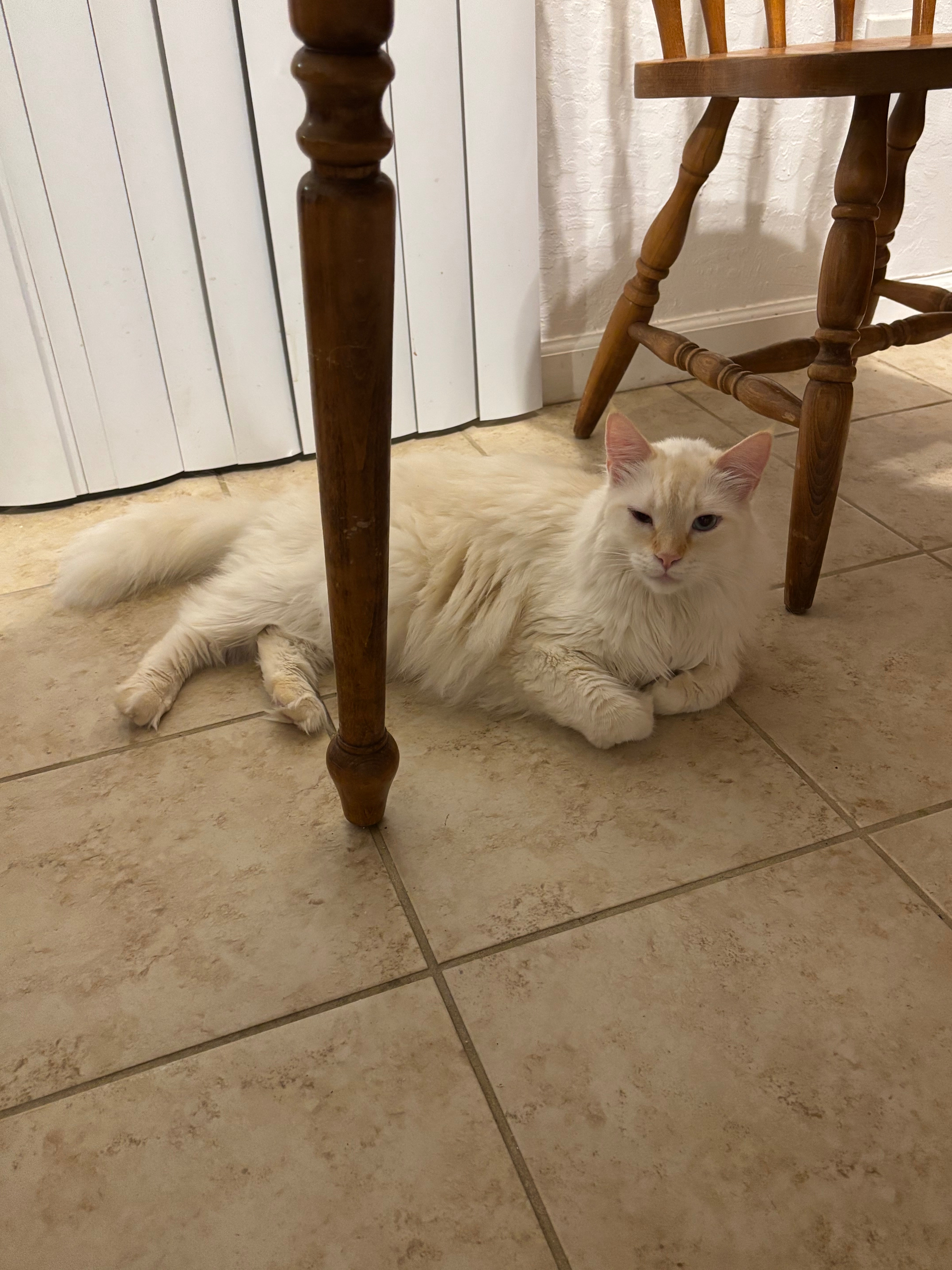 Support Queso’s Urgent Surgery Fund campaign photo, 5 of 8