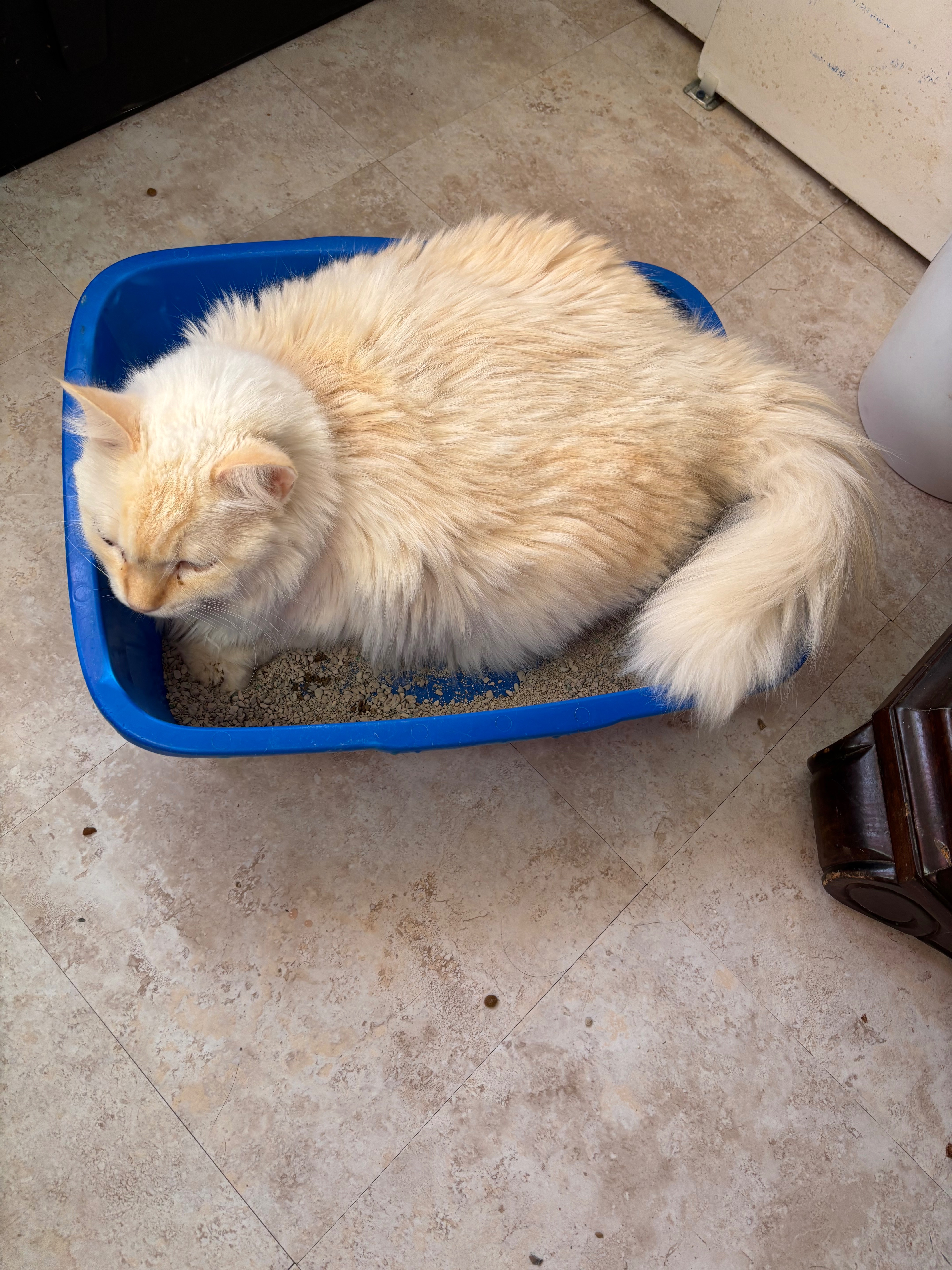 Support Queso’s Urgent Surgery Fund campaign photo, 6 of 8