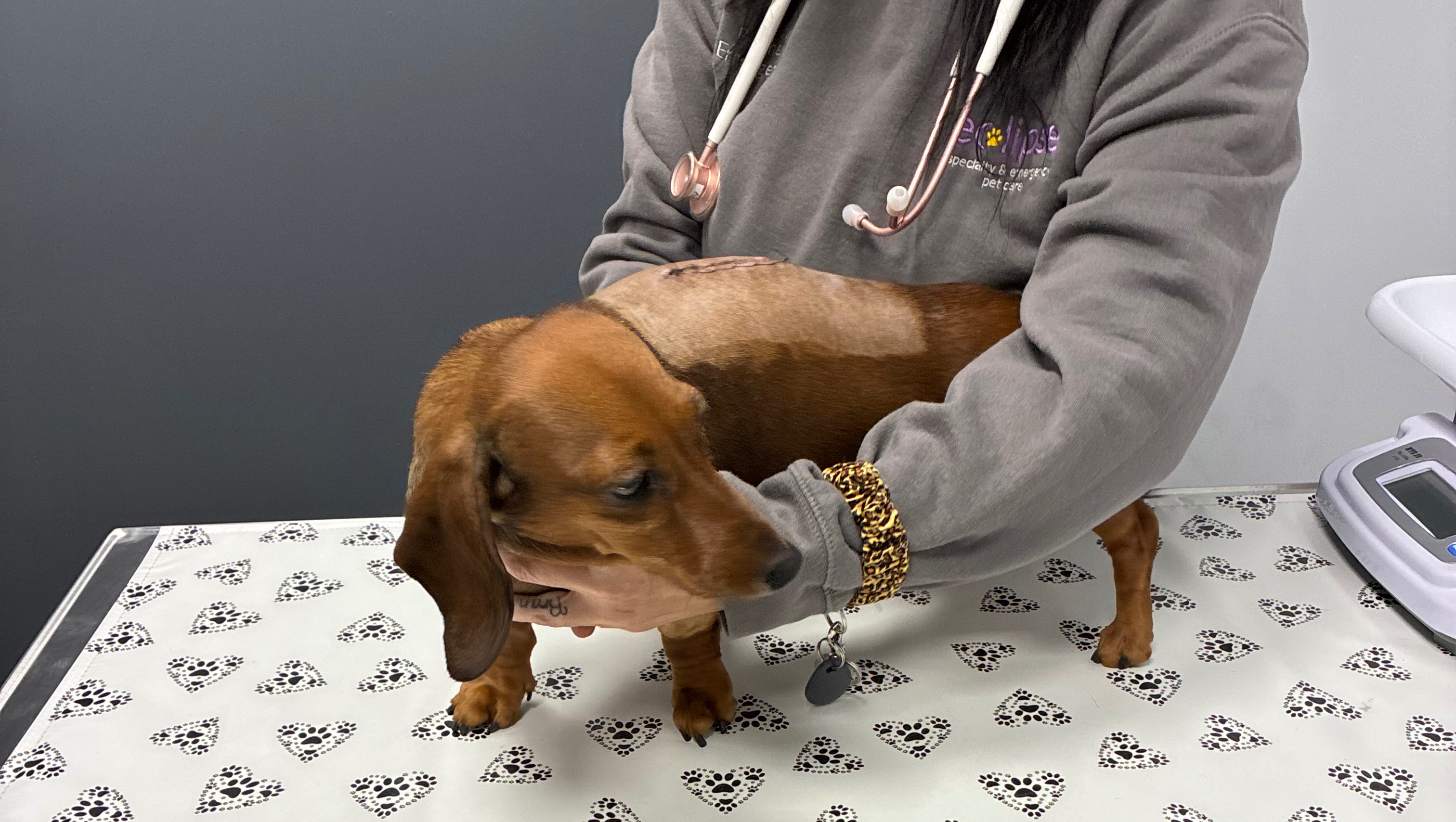 Help Lexi Recover from Emergency Surgery photo