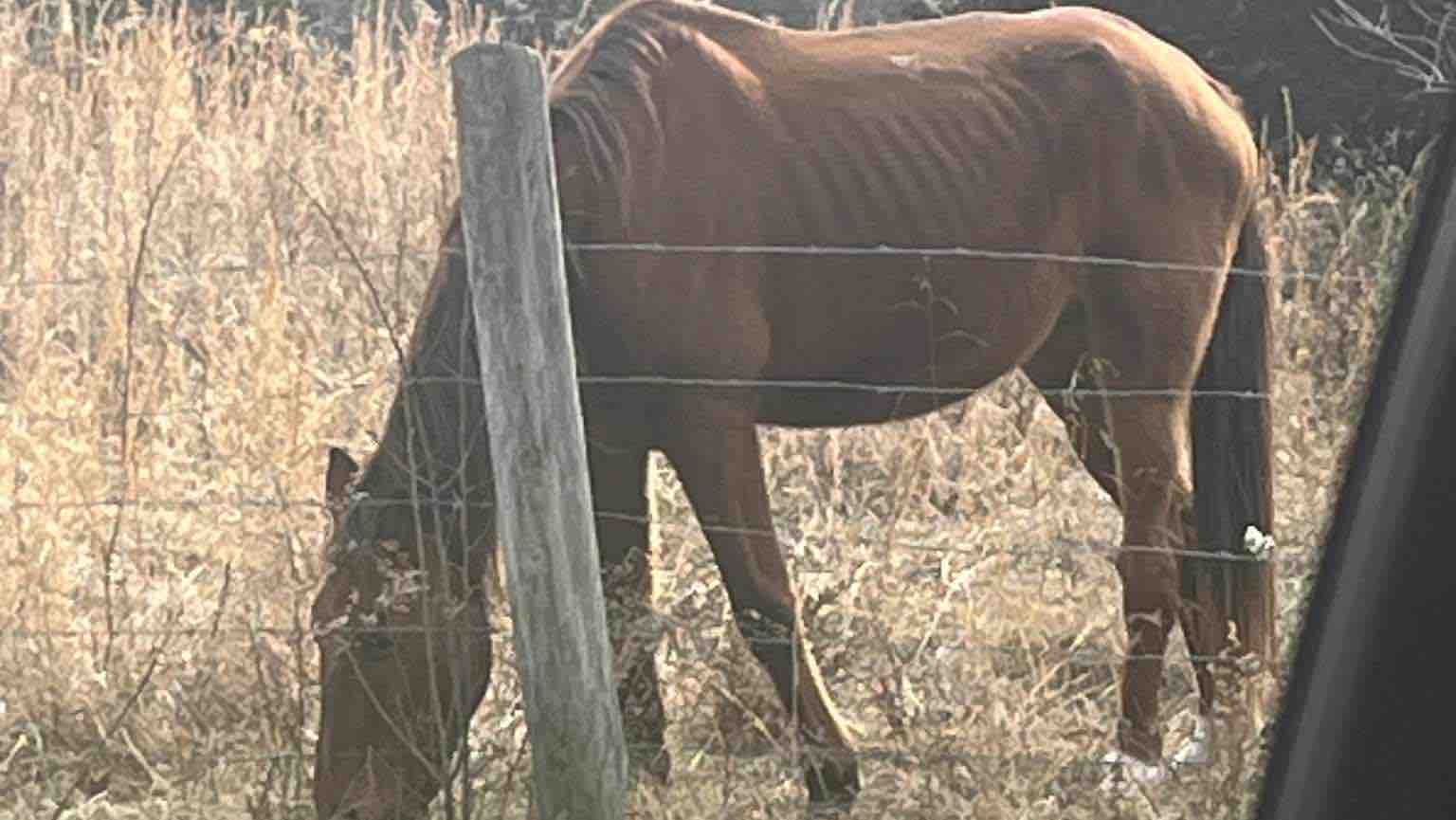 Help Rescue & Rehabilitate a Neglected Horse photo