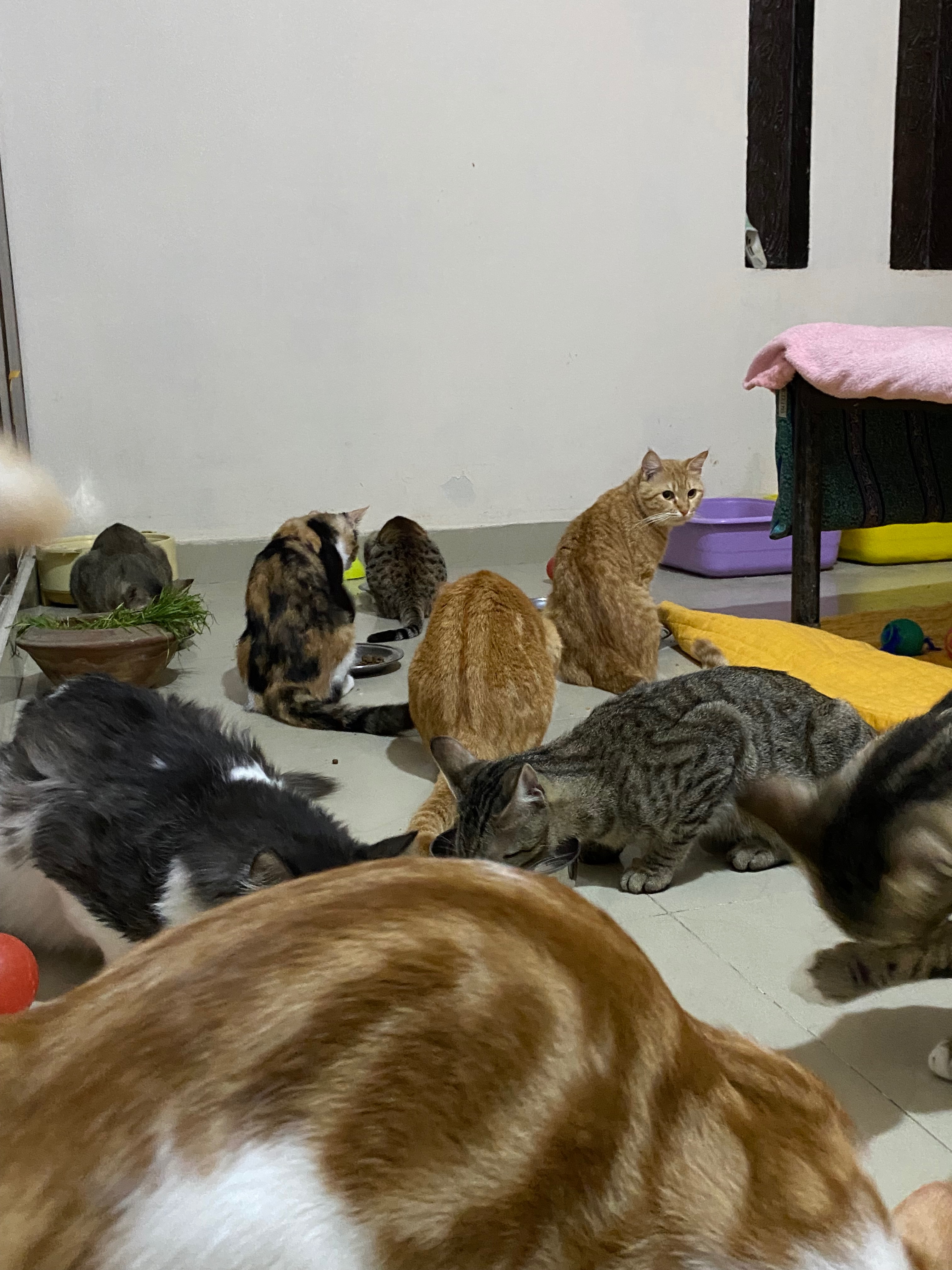 Support Aniqa’s Rescue Work to Help Save Voiceless Lives campaign photo, 7 of 8