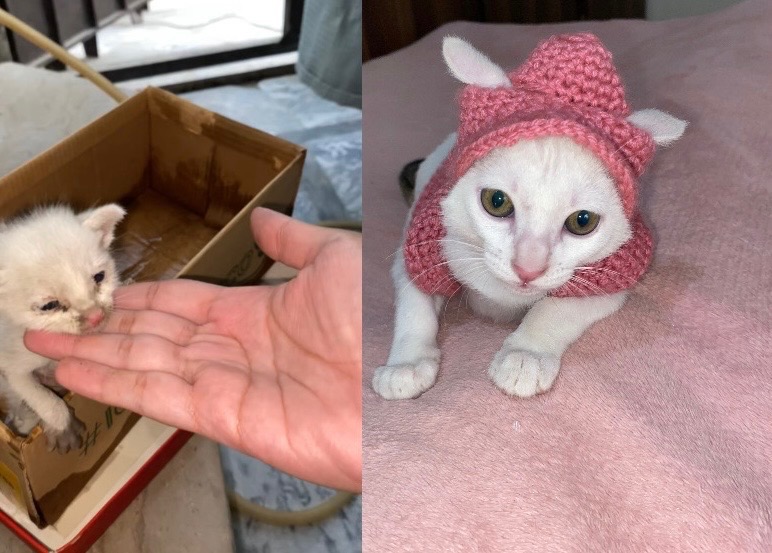 Support Aniqa’s Rescue Work to Help Save Voiceless Lives campaign photo, 2 of 8