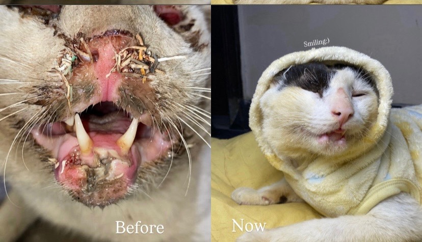 Support Aniqa’s Rescue Work to Help Save Voiceless Lives campaign photo, 4 of 8