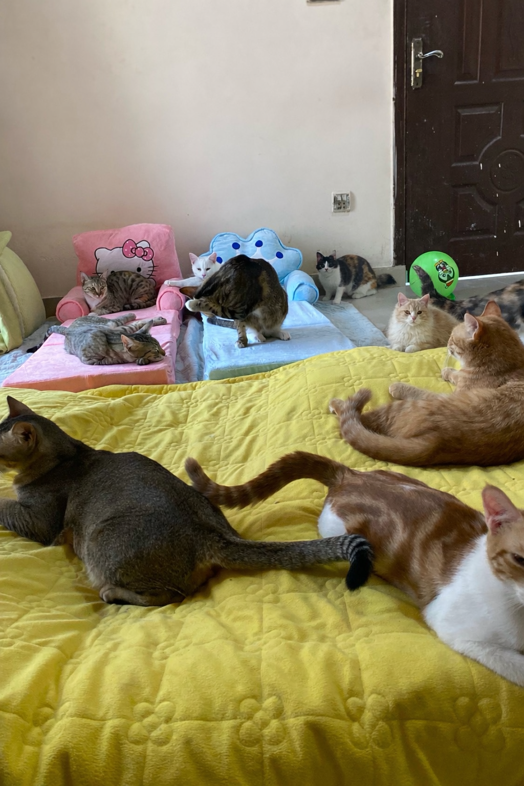 Support Aniqa’s Rescue Work to Help Save Voiceless Lives campaign photo, 6 of 8