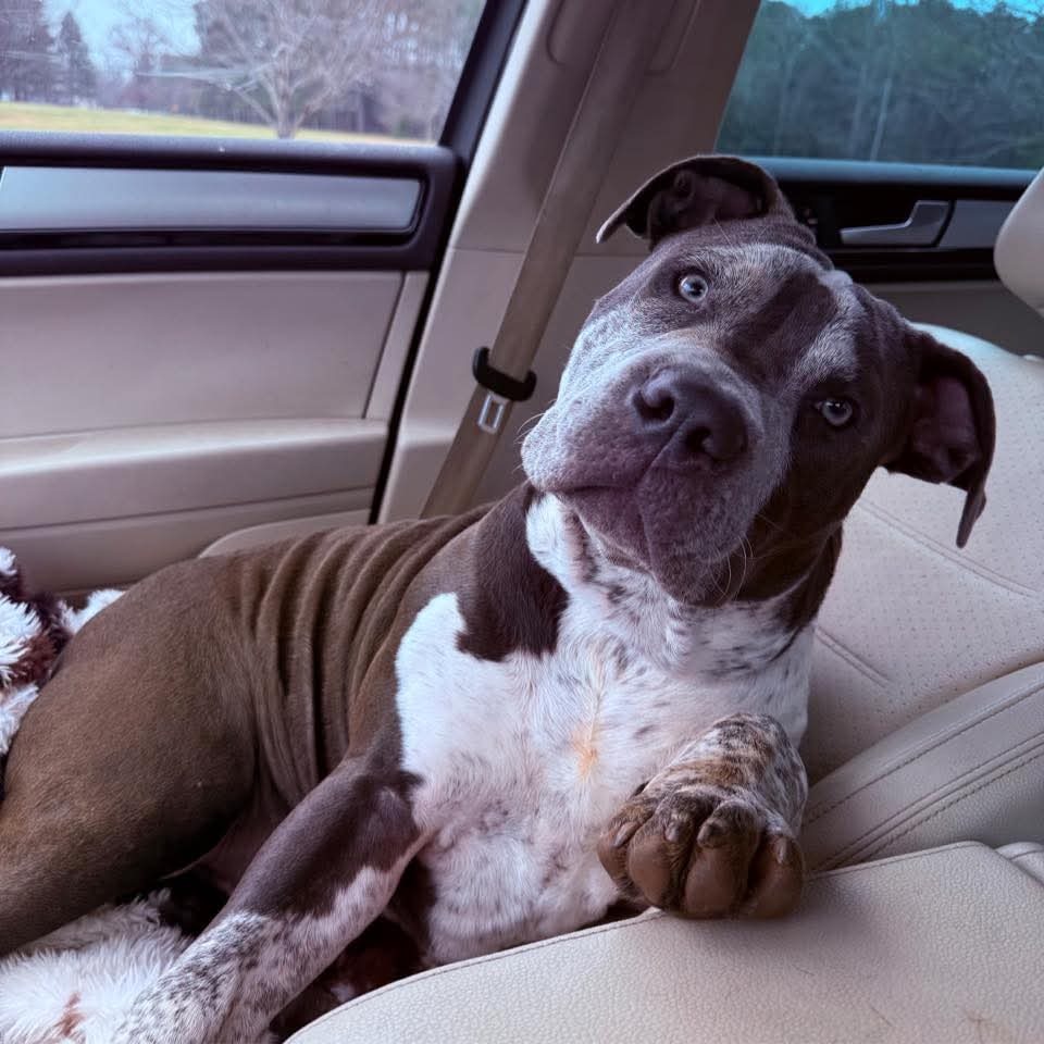 Help Anna & Her Dogs Find Safe Shelter campaign photo, 2 of 6