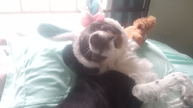 Percy's Pawsitive Impact: Support My Service Dog photo