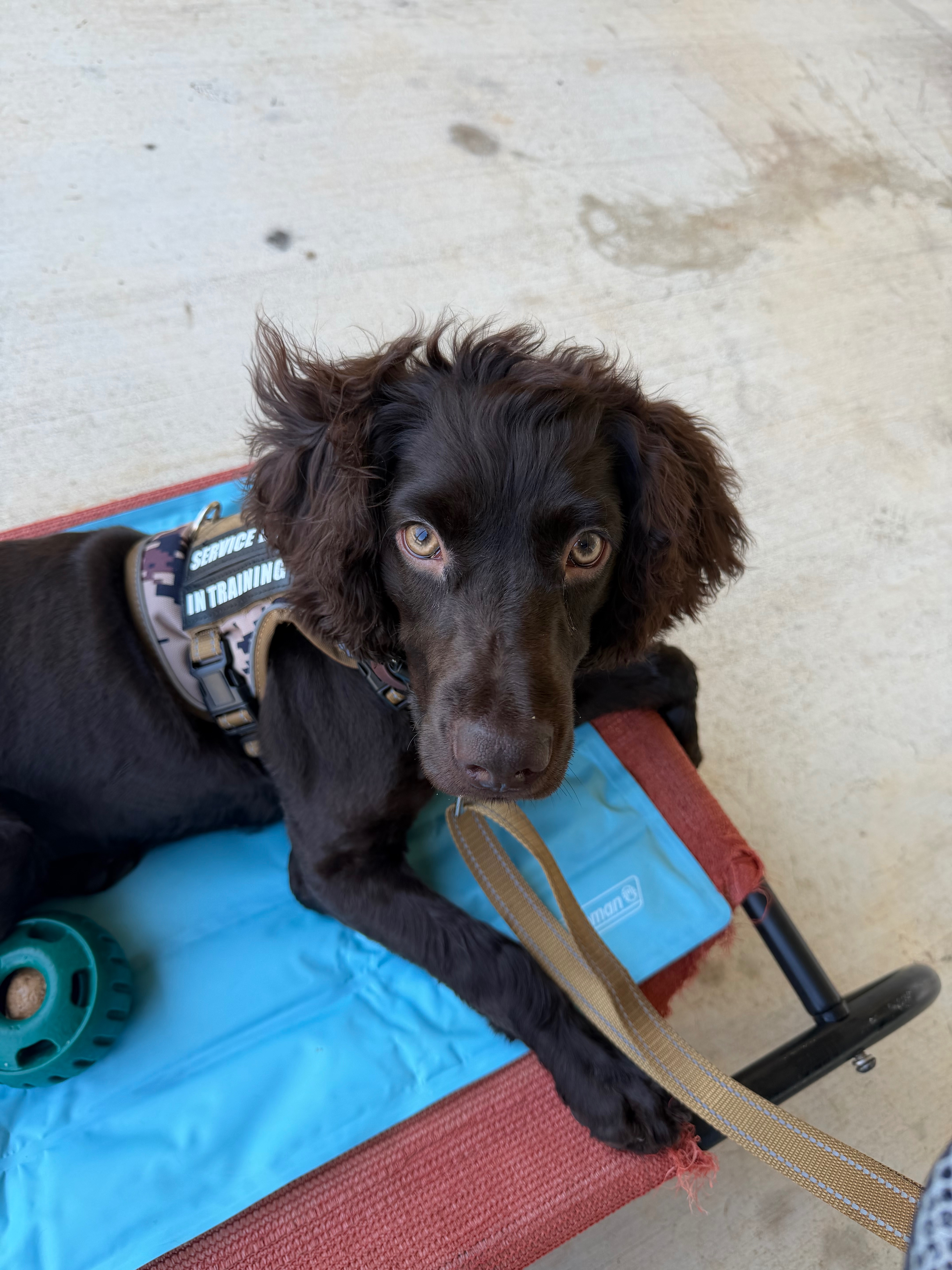 Help Rhett Get a Life-Changing Service Dog campaign photo, 5 of 8
