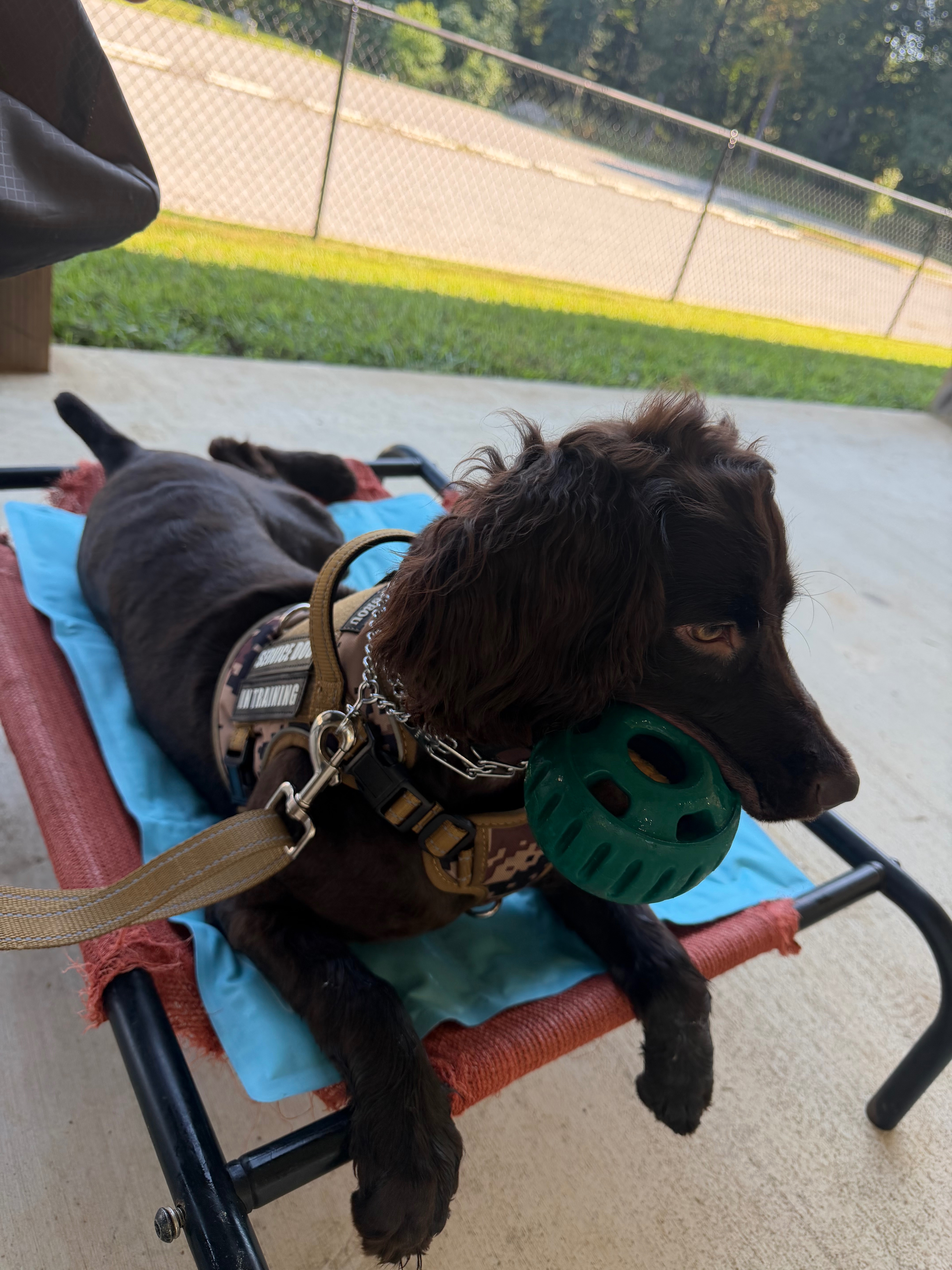 Help Rhett Get a Life-Changing Service Dog campaign photo, 6 of 8