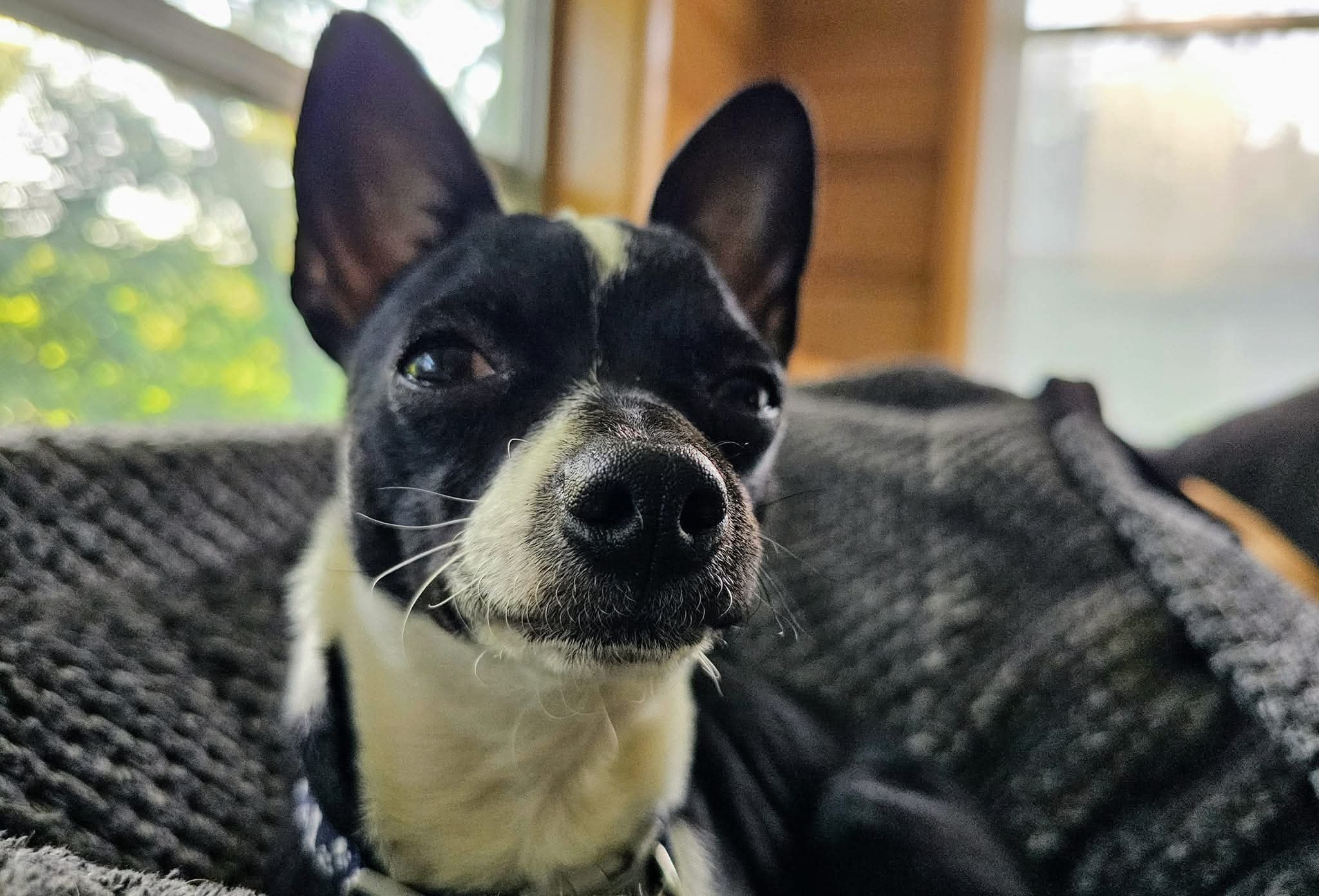 Ten Pounds of Fight: Boomie’s Road Back campaign photo, 2 of 8