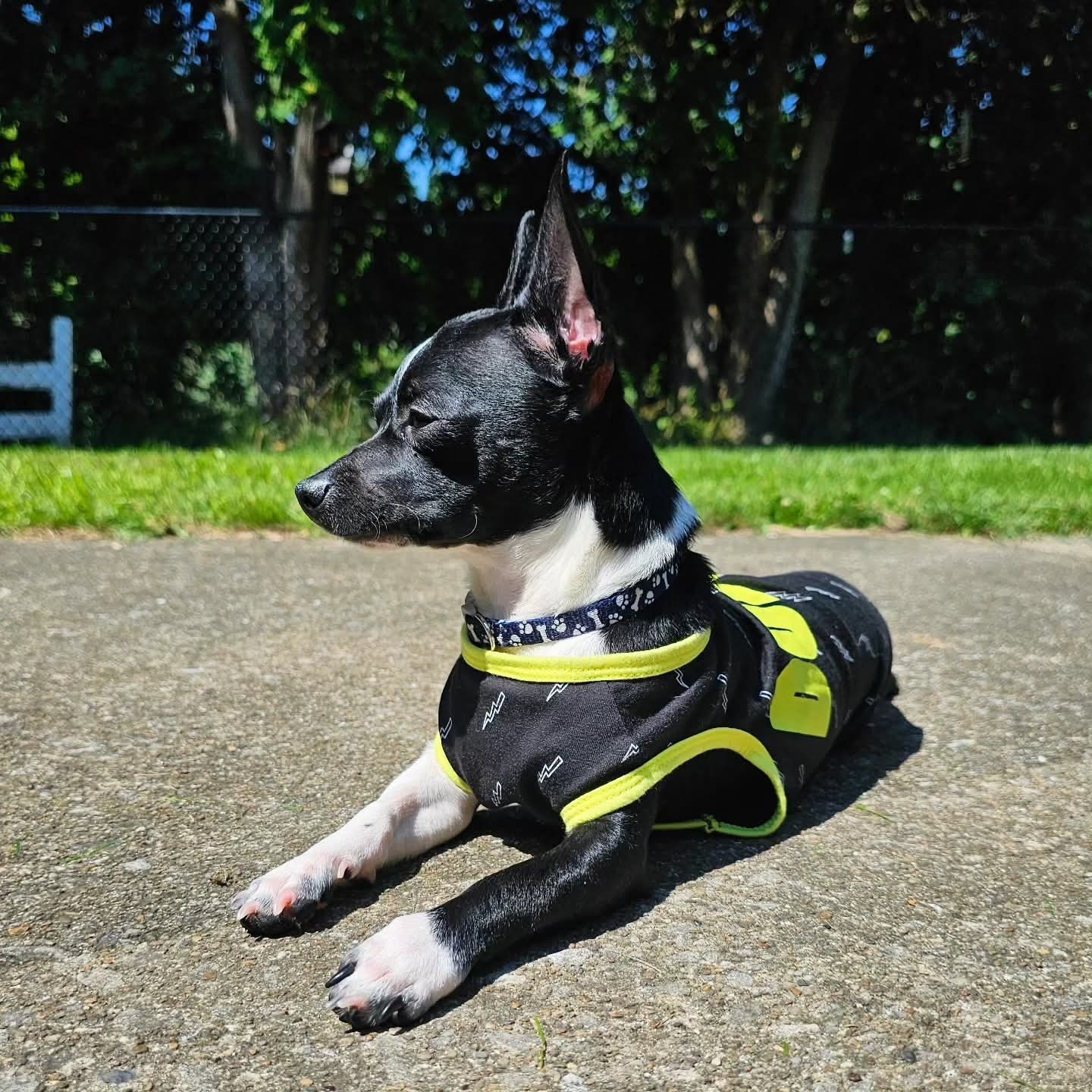 Ten Pounds of Fight: Boomie’s Road Back campaign photo, 6 of 8