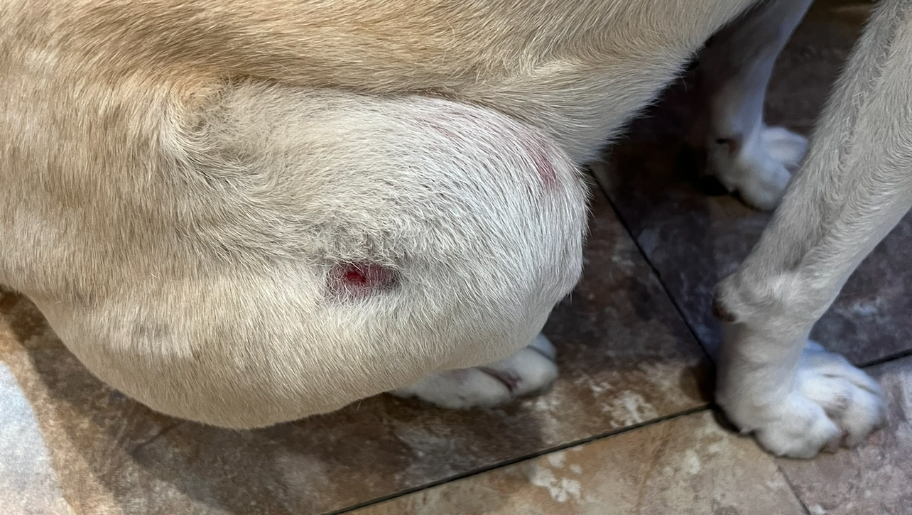 Help Casper Find Relief from Painful Skin Condition photo