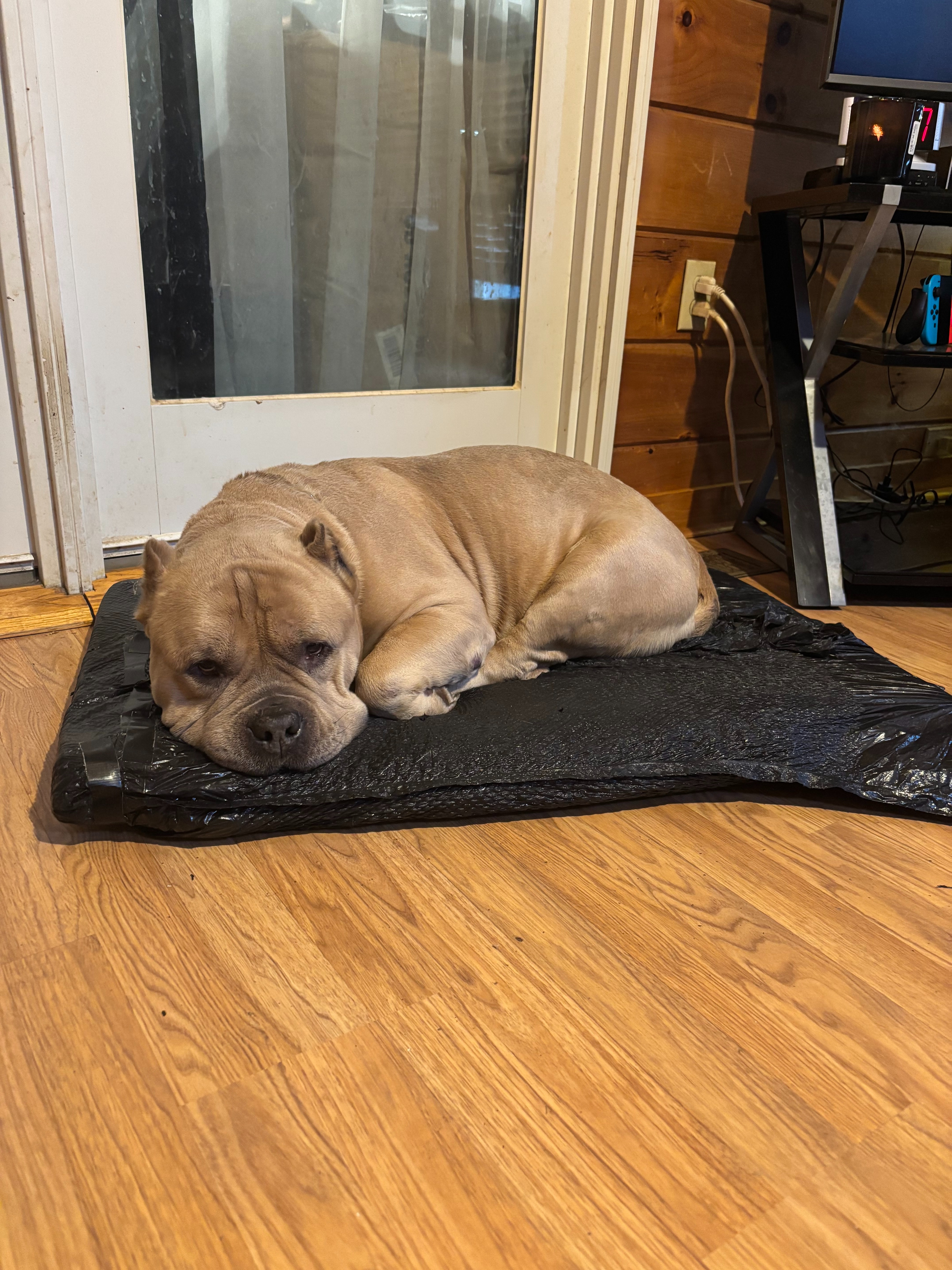 Help Kato Get Lifesaving Surgery campaign photo, 2 of 3