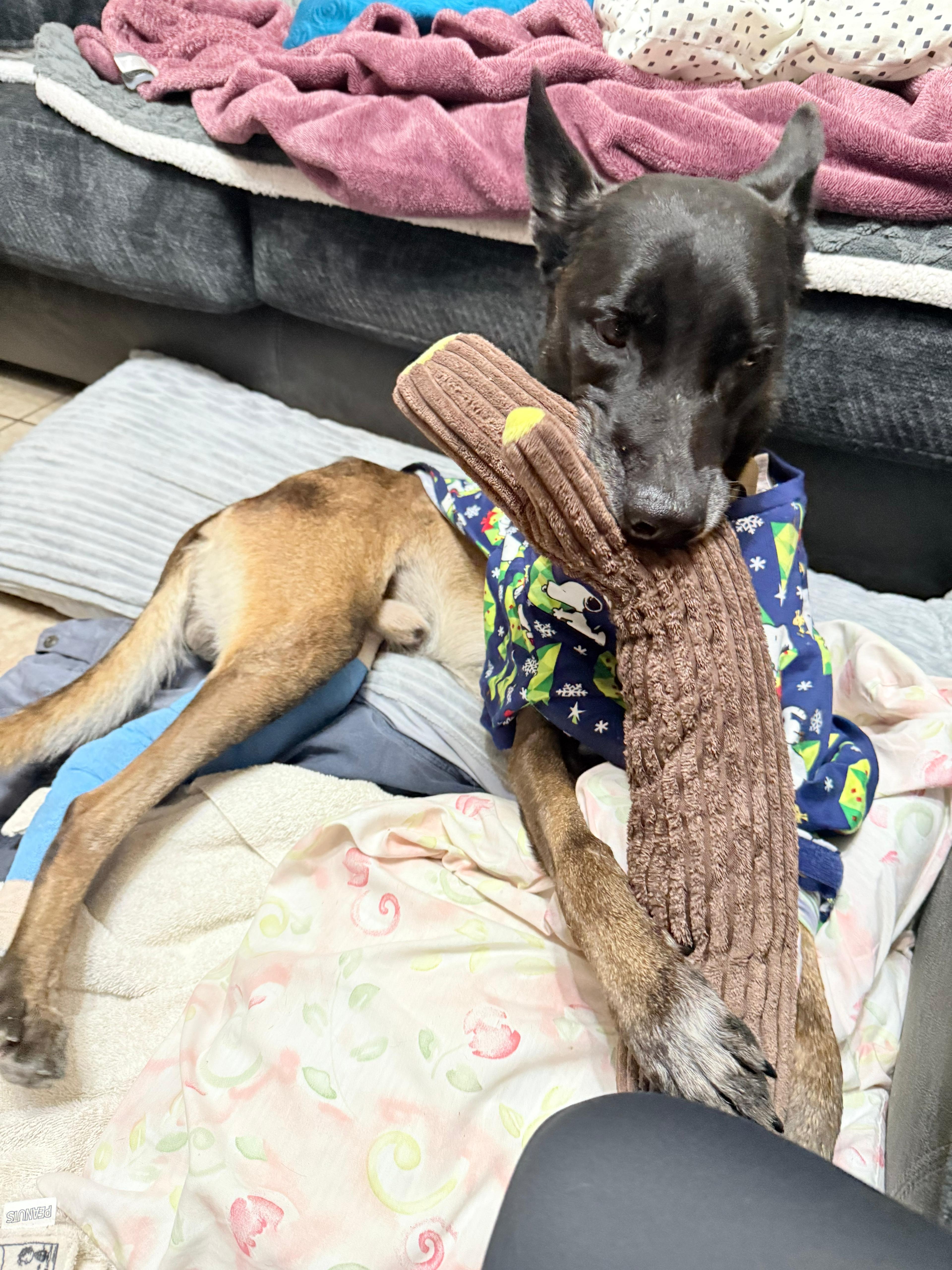 Support Juice’s Surgery After Being Shot campaign photo, 6 of 8