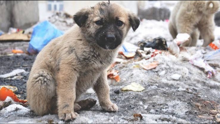 They give you your soul without words. photo