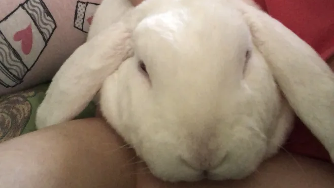 Bring Moonpie Home Safe and Healthy photo