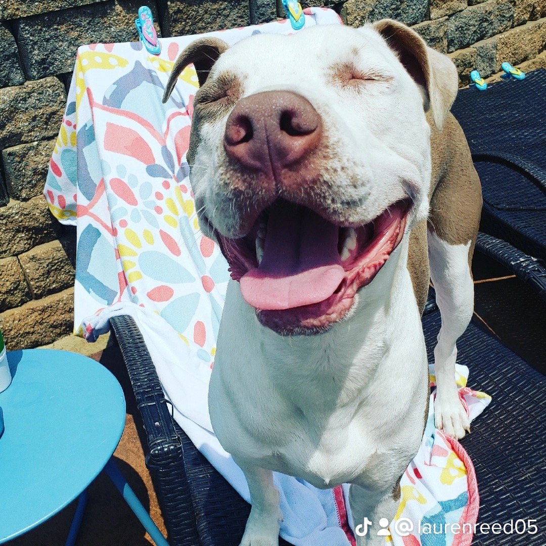 Help Oakley Get Back on His Paws campaign photo, 7 of 8