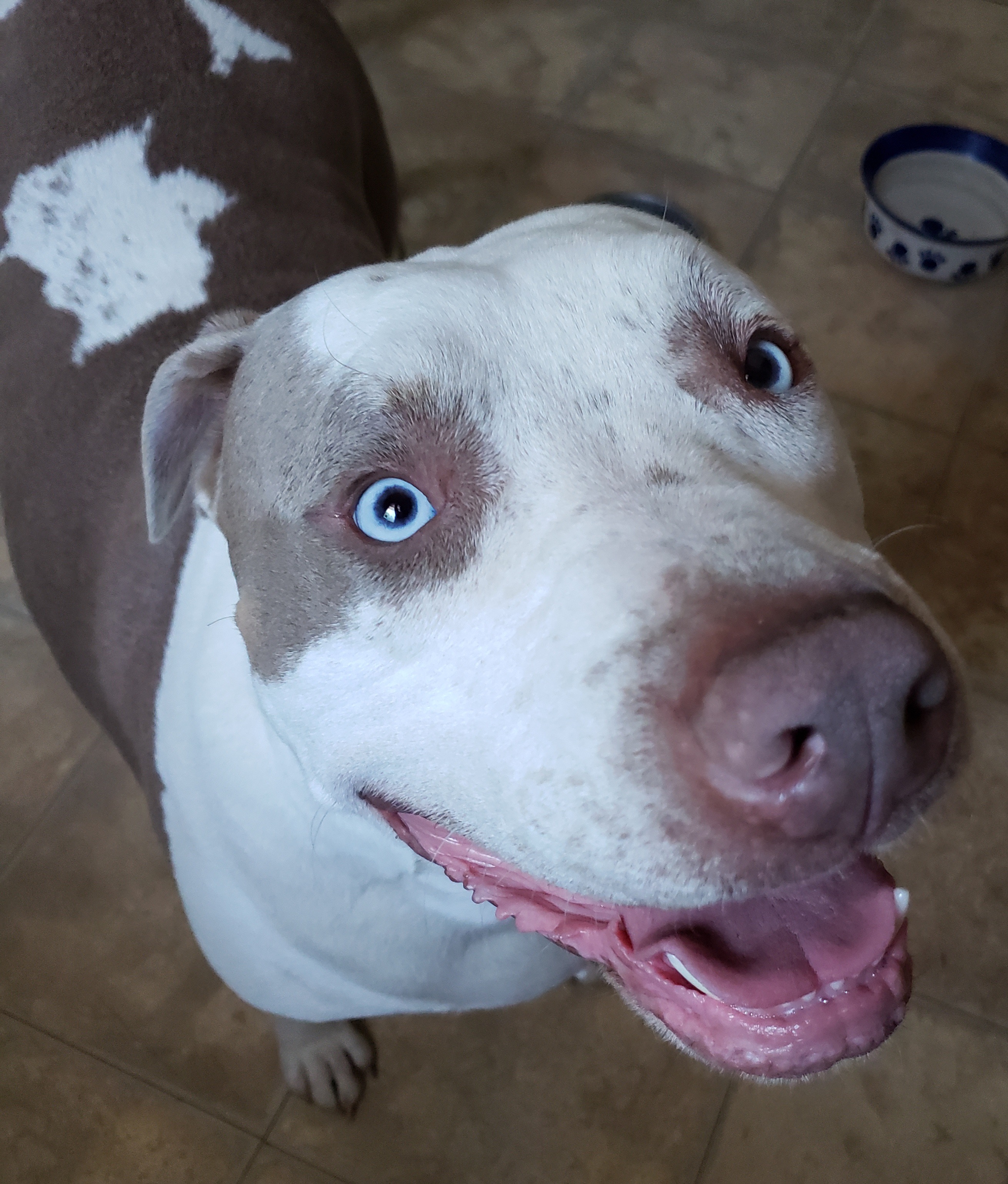 Help Oakley Get Back on His Paws campaign photo, 2 of 8