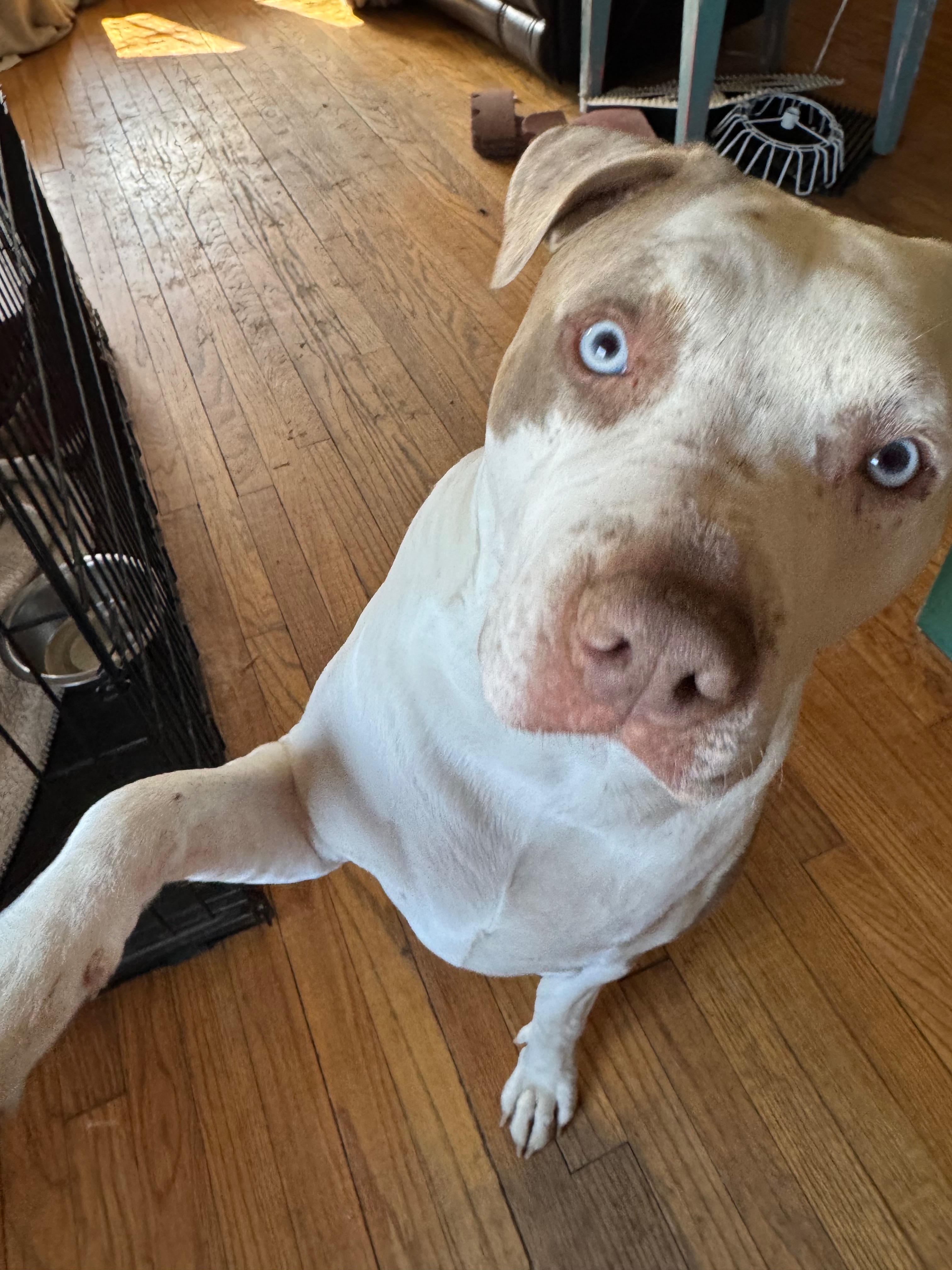 Help Oakley Get Back on His Paws campaign photo, 4 of 8