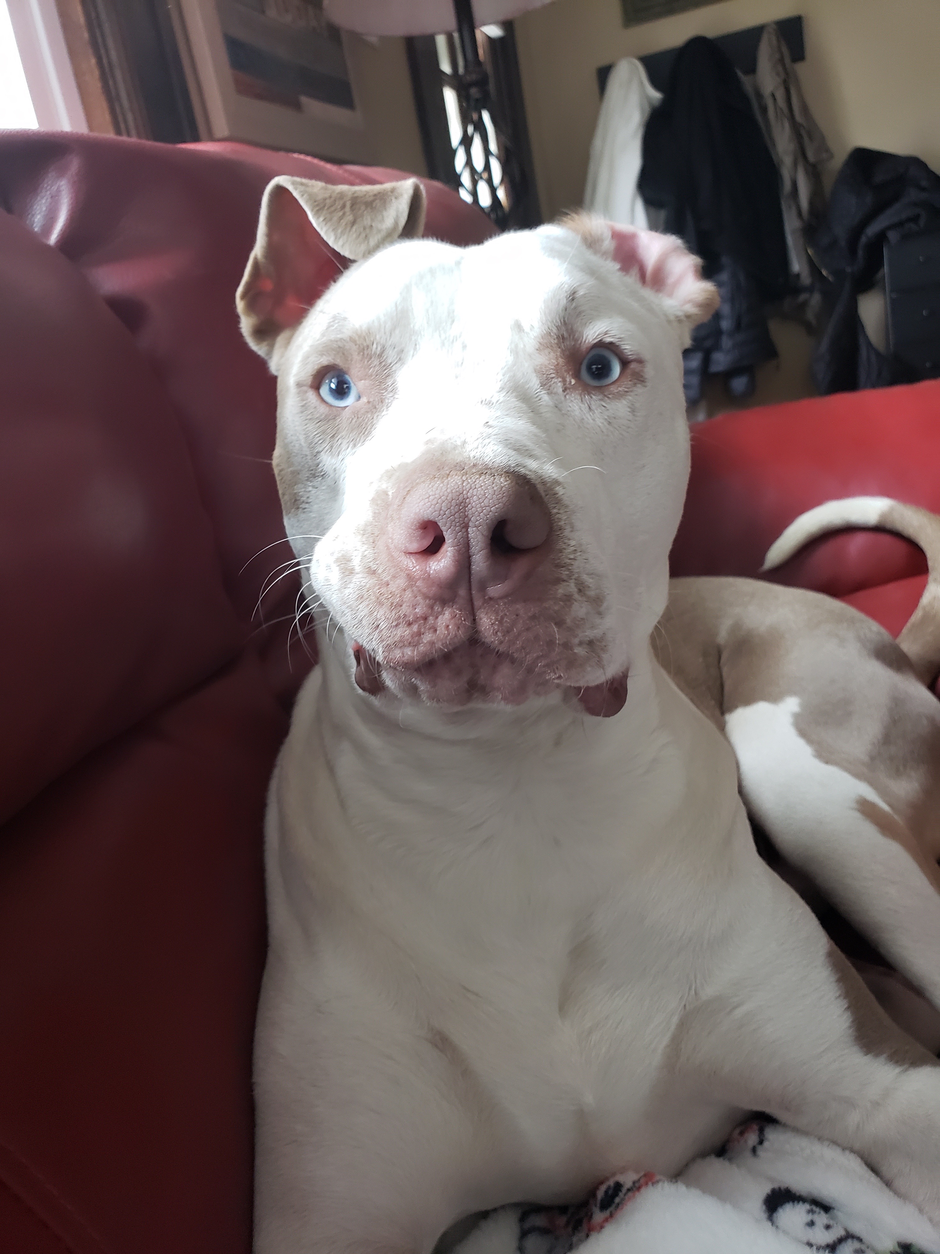 Help Oakley Get Back on His Paws campaign photo, 5 of 8