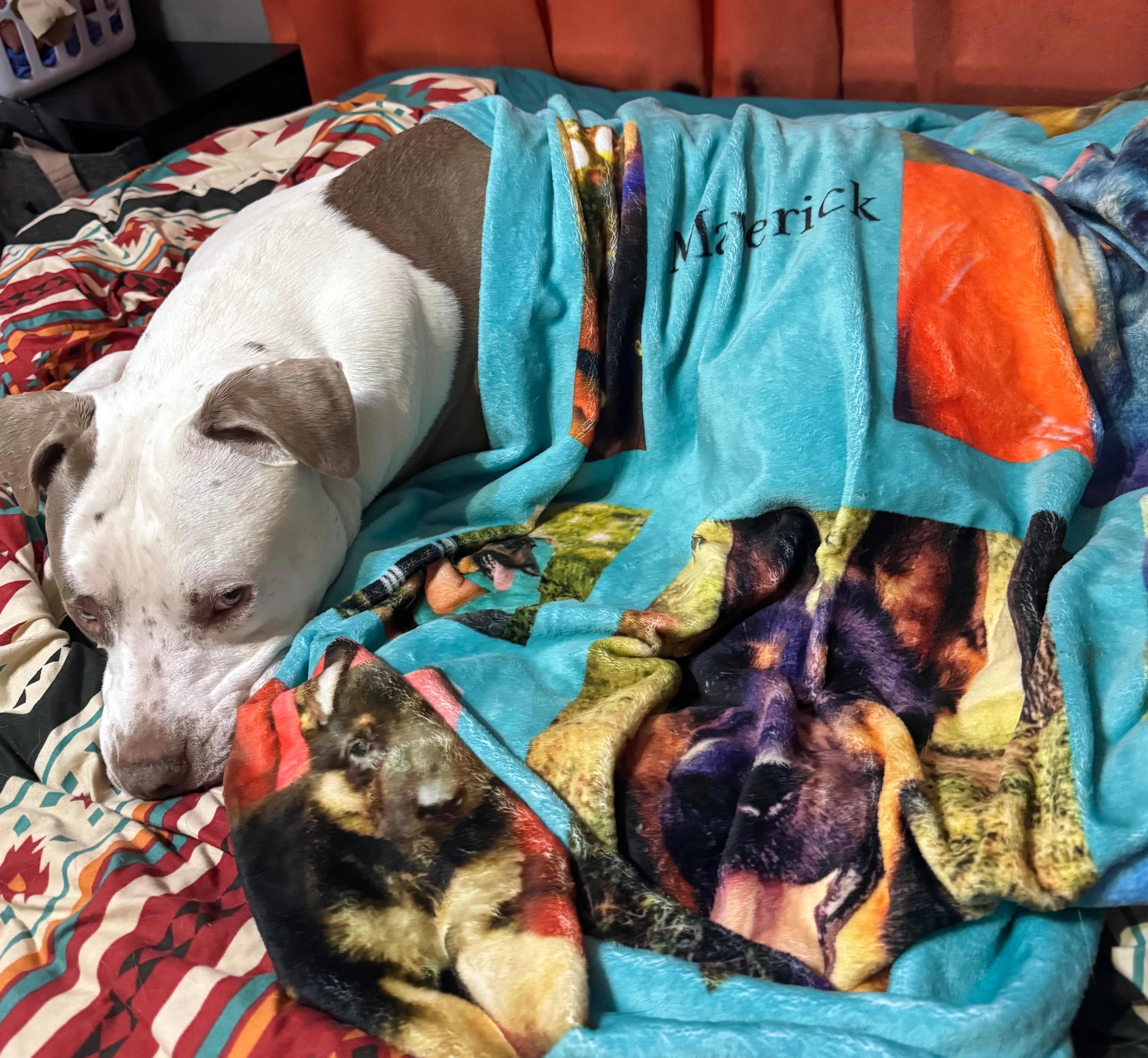 Help Oakley Get Back on His Paws campaign photo, 6 of 8