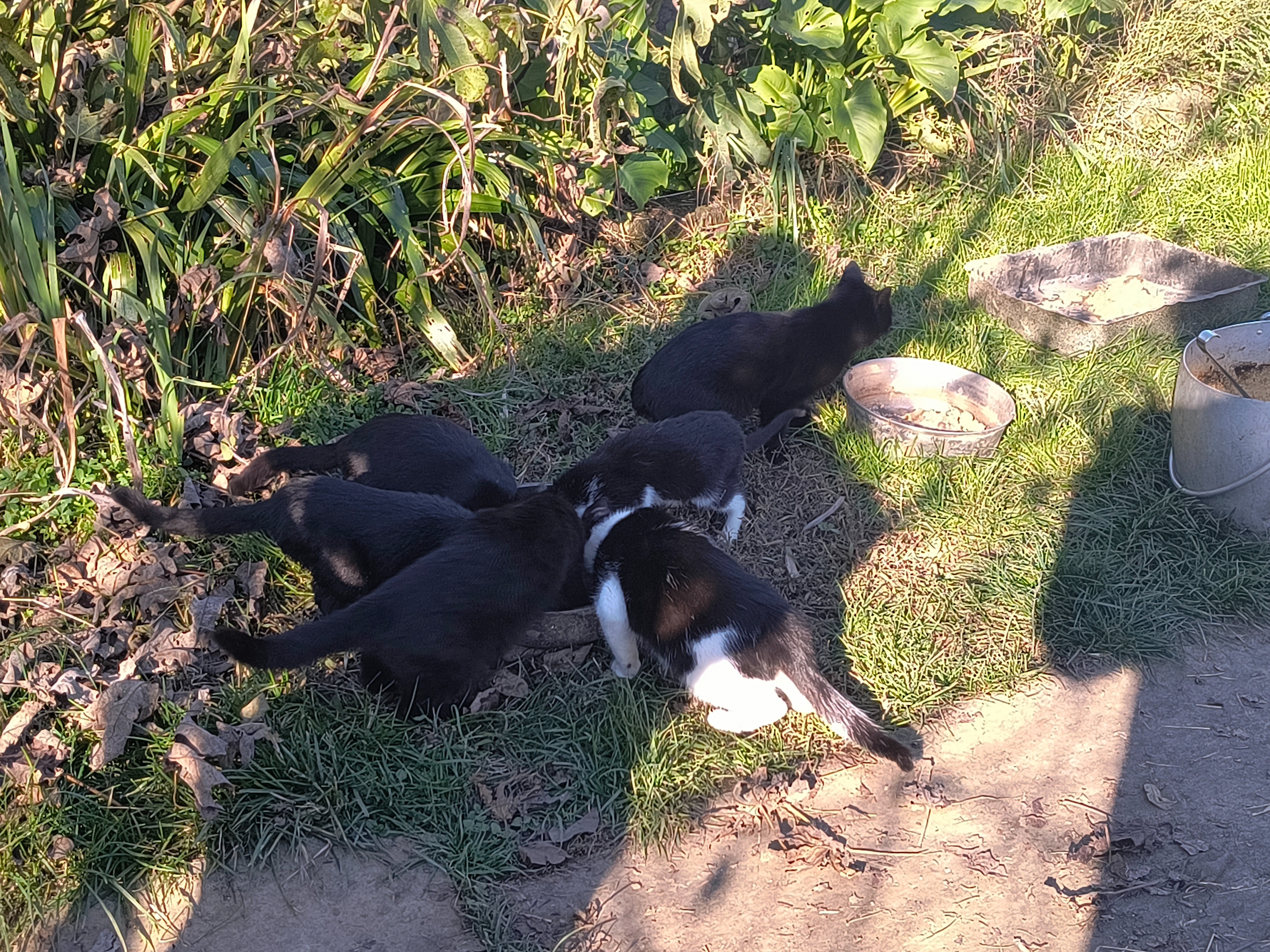 Colonia felina da sterilizzare campaign photo, 5 of 6