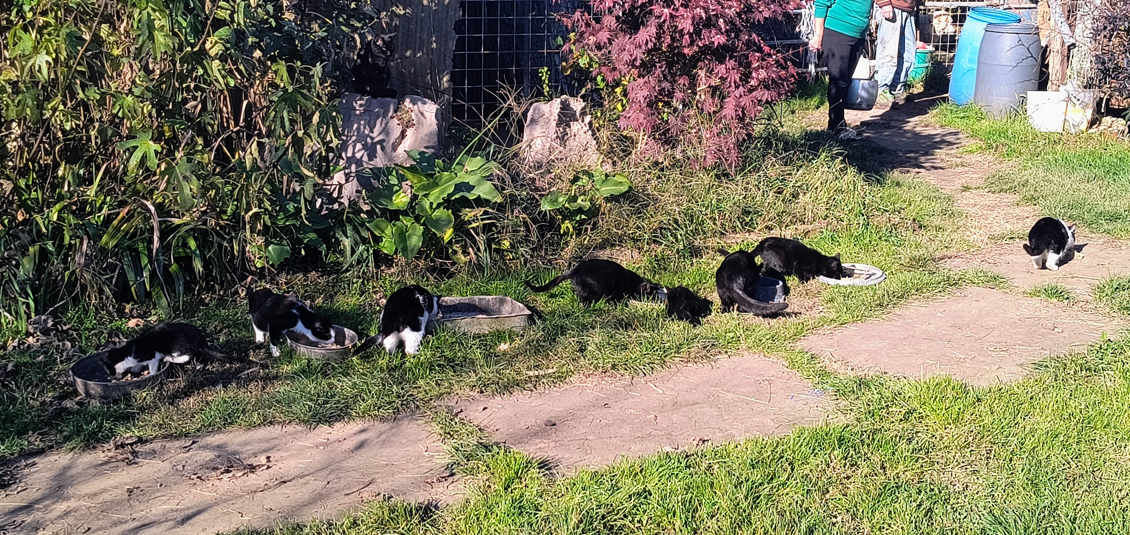 Colonia felina da sterilizzare campaign photo, 2 of 6