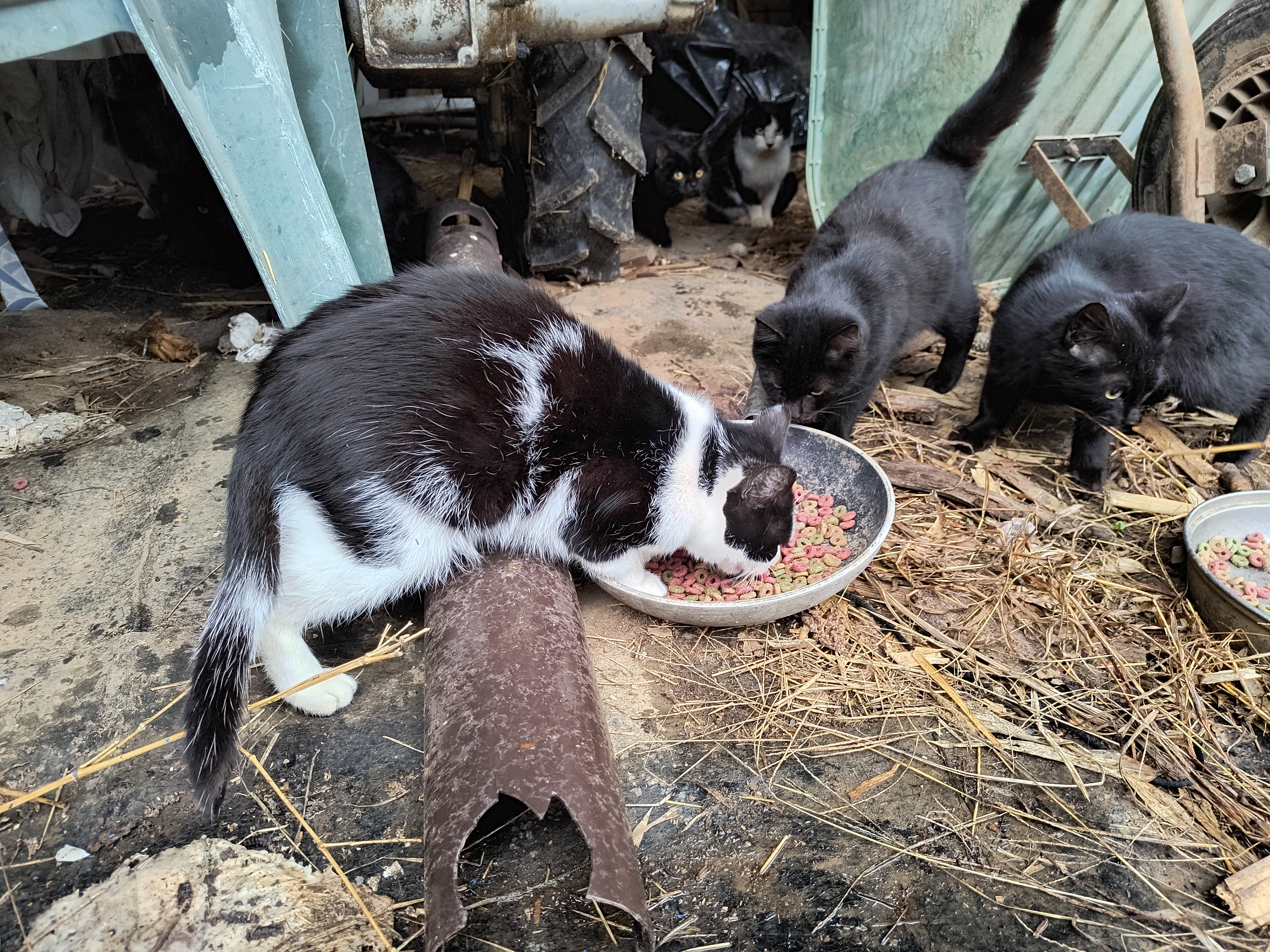Colonia felina da sterilizzare campaign photo, 4 of 6