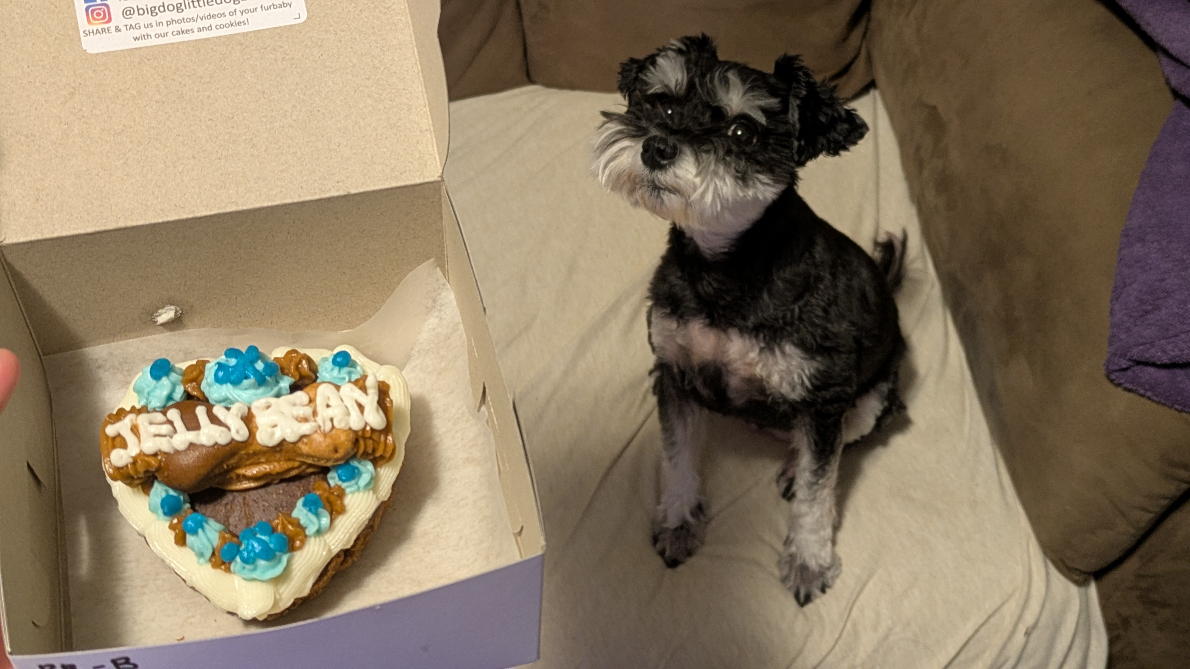 Please help Jellybean - double hospitalization campaign photo, 7 of 8