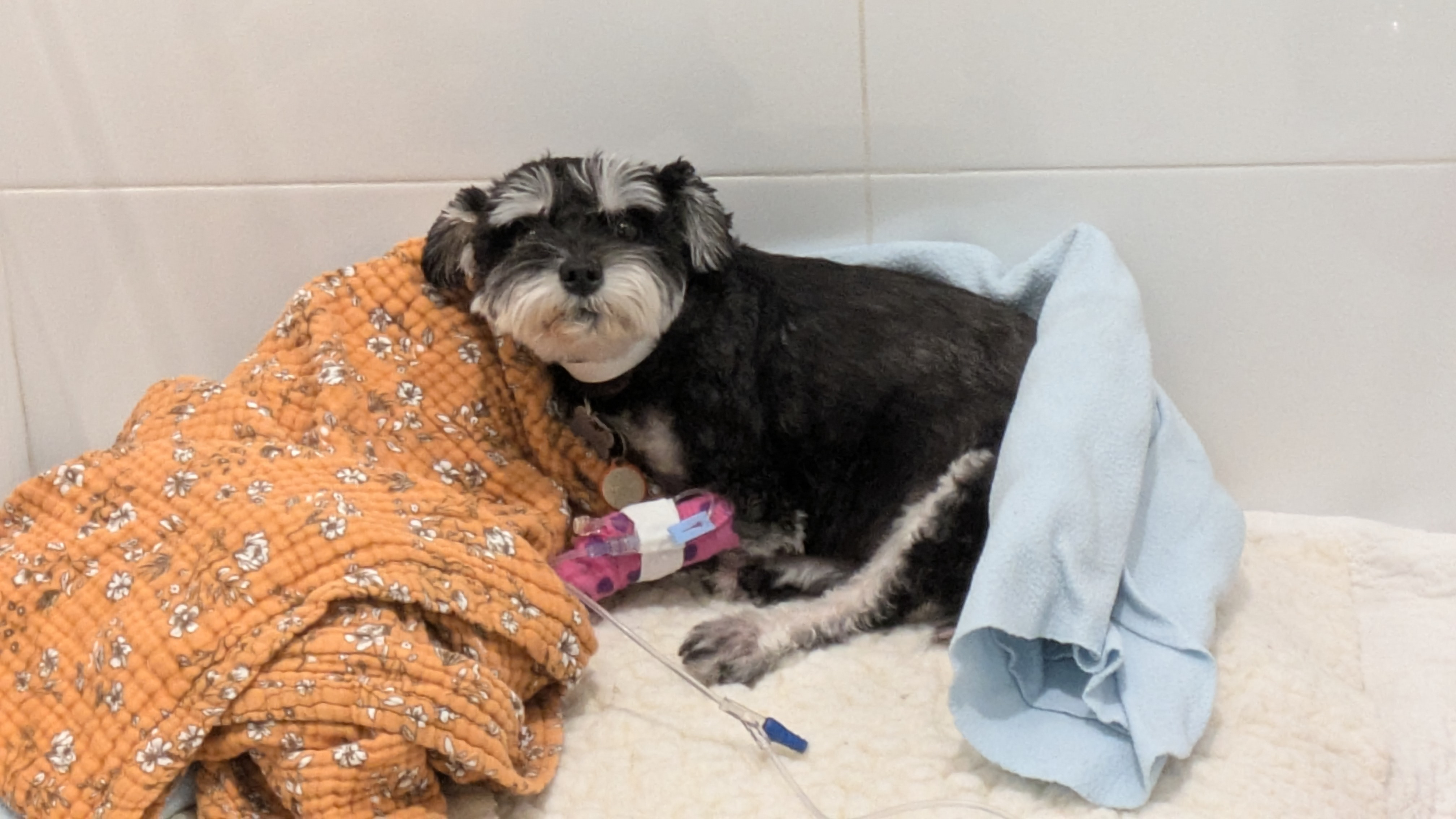 Please help Jellybean - double hospitalization campaign photo, 2 of 8