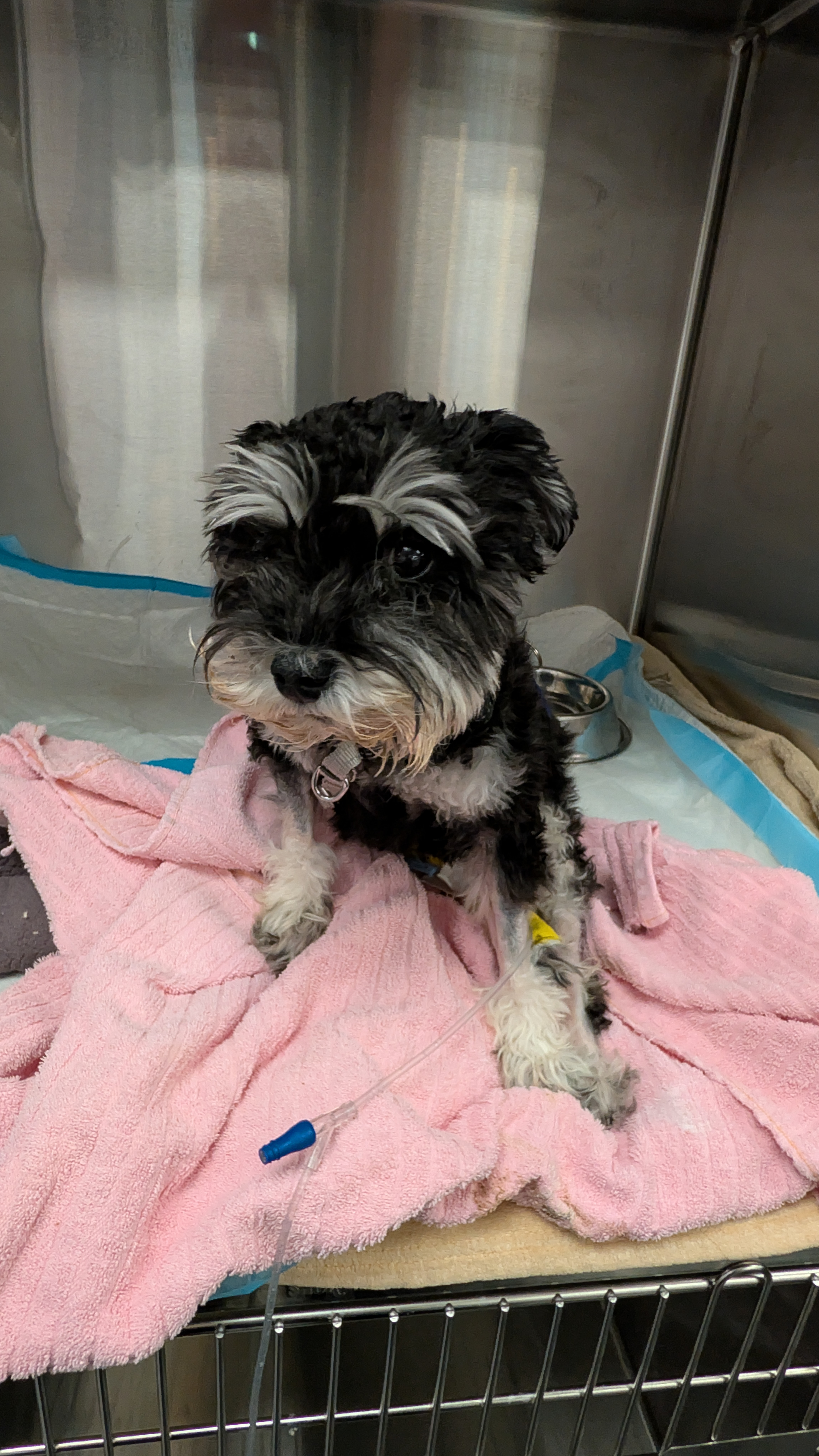 Please help Jellybean - double hospitalization campaign photo, 5 of 8