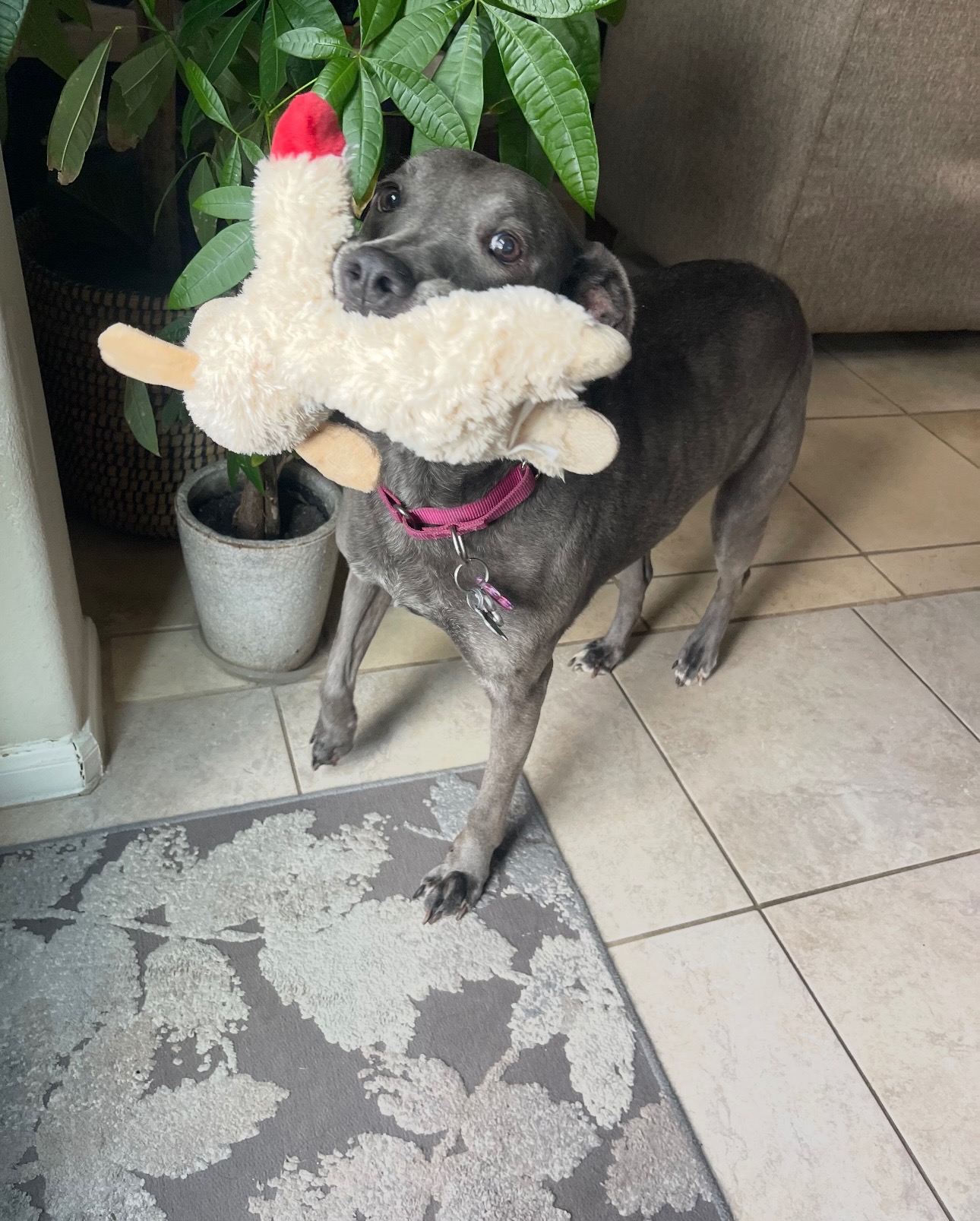 Help Us Honor Fawn’s Life campaign photo, 2 of 7