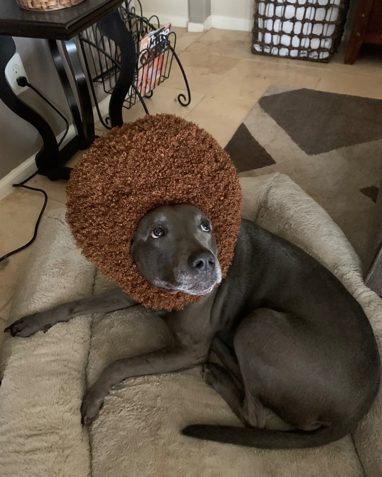 Help Us Honor Fawn’s Life campaign photo, 5 of 7