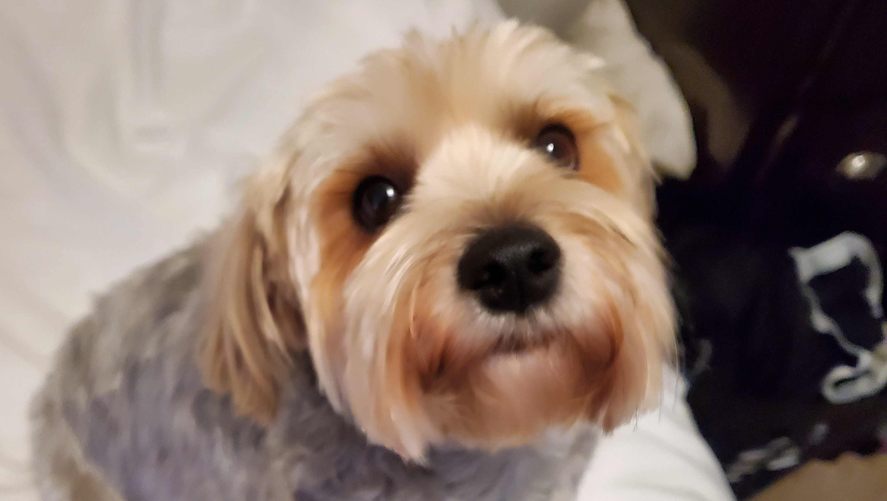 Traumatic Brain Injurie SurvivorHelp Save My Dog From Cancer photo