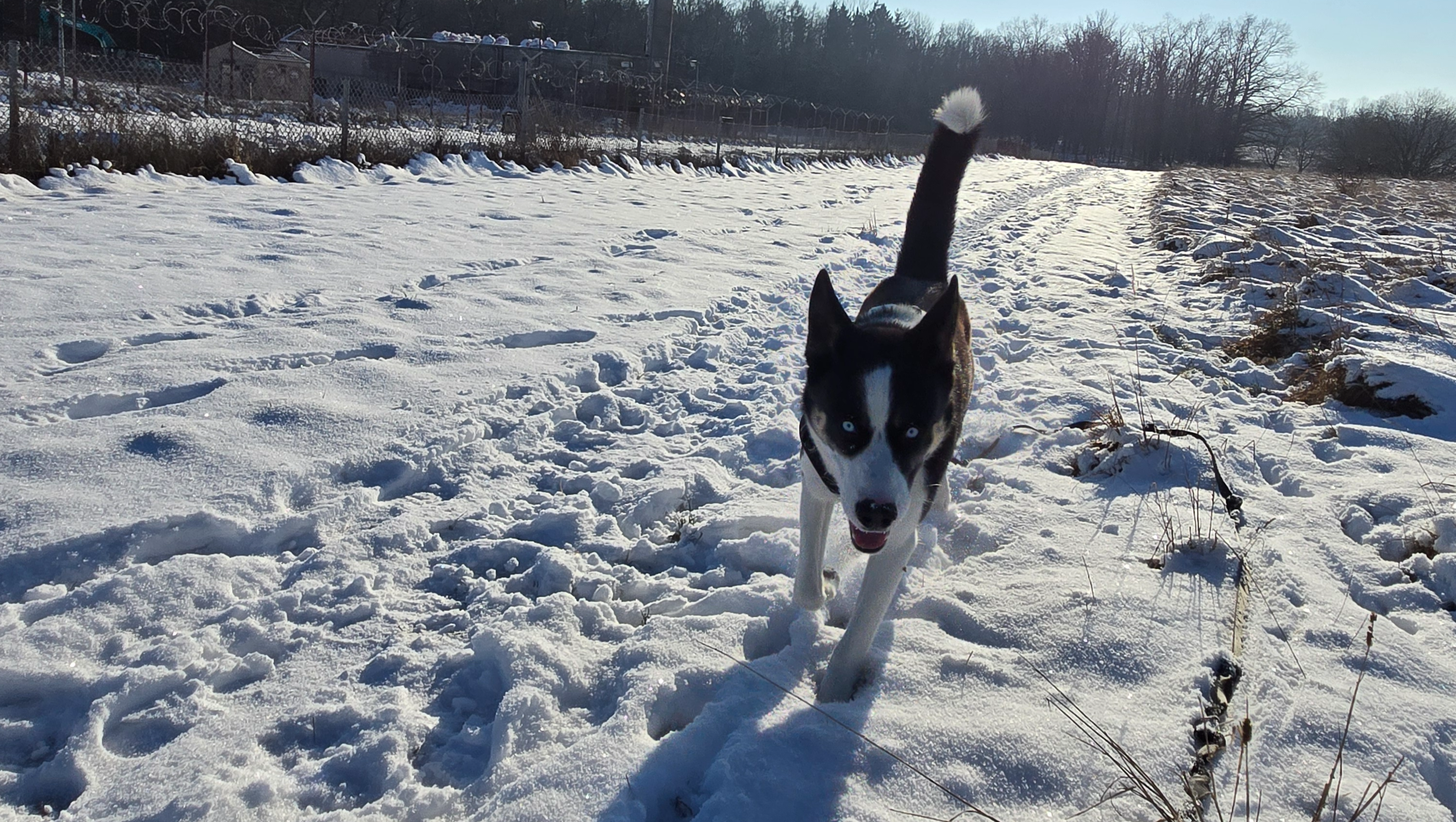 See and Share the World: A New Beginning on Six Paws