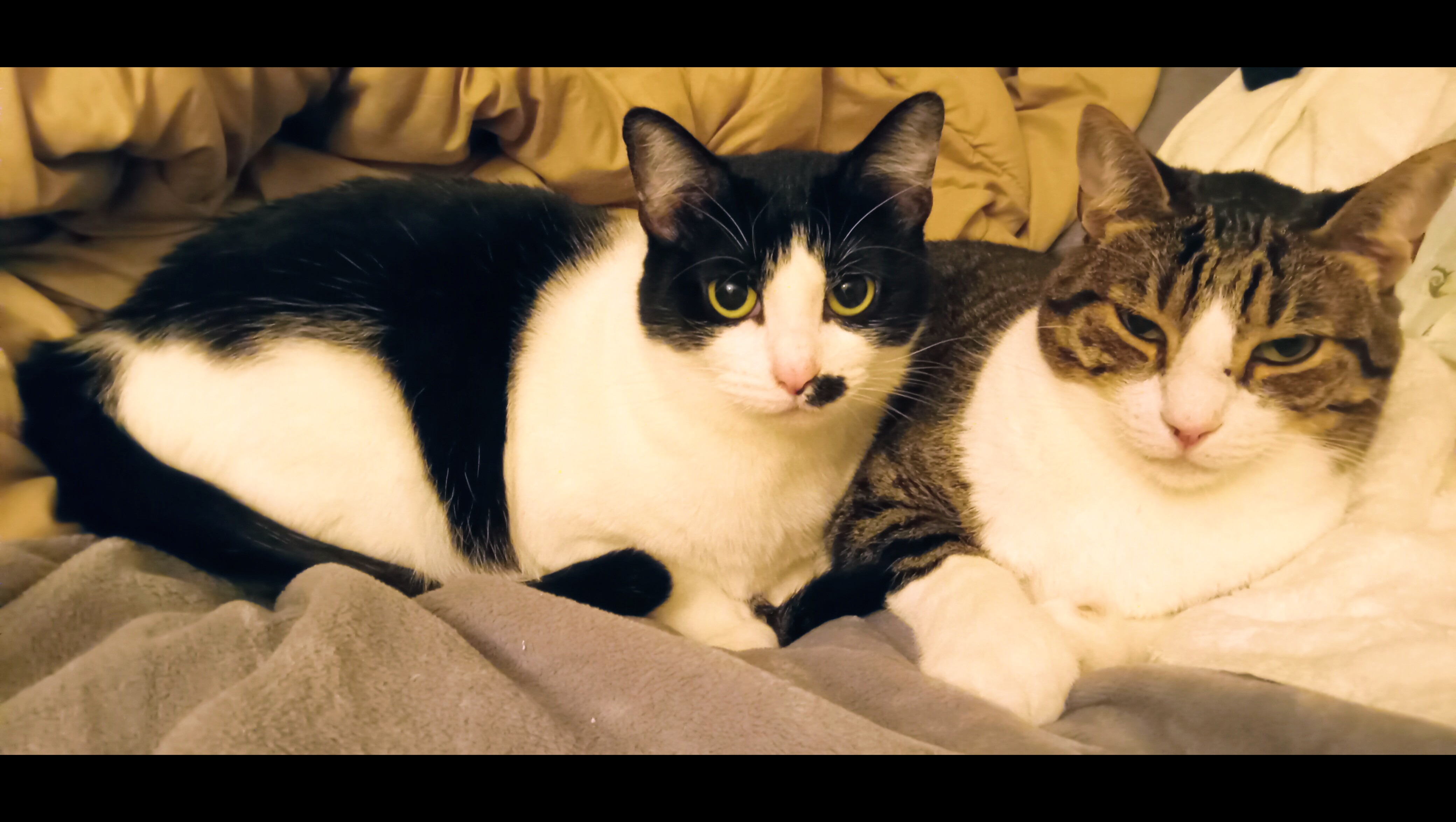 300 Seniors, Their Pets Face a Crisis WE NEED YOUR HELP HELP photo