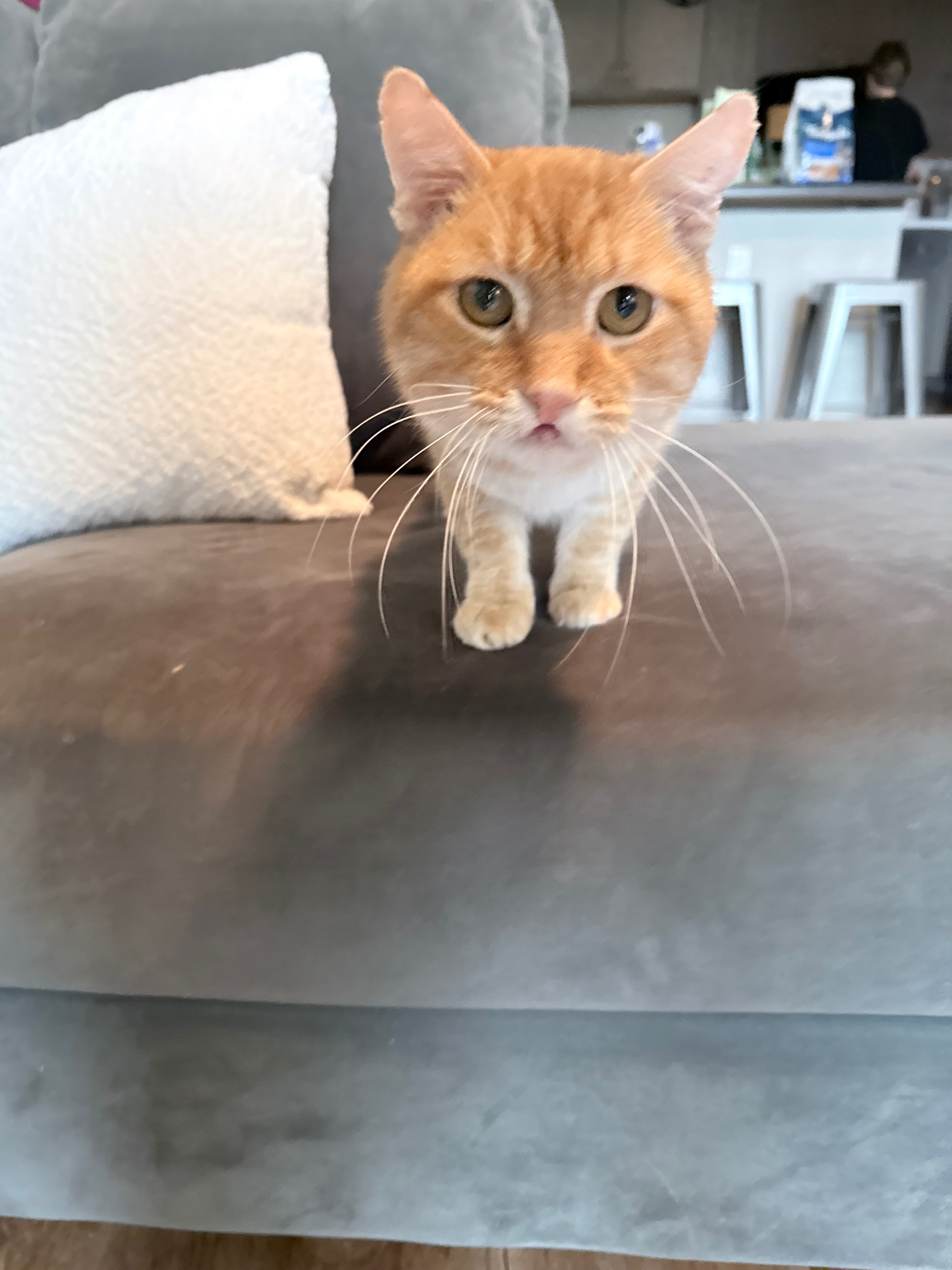Help Shrimp Get His Life-Changing Surgery campaign photo, 2 of 8