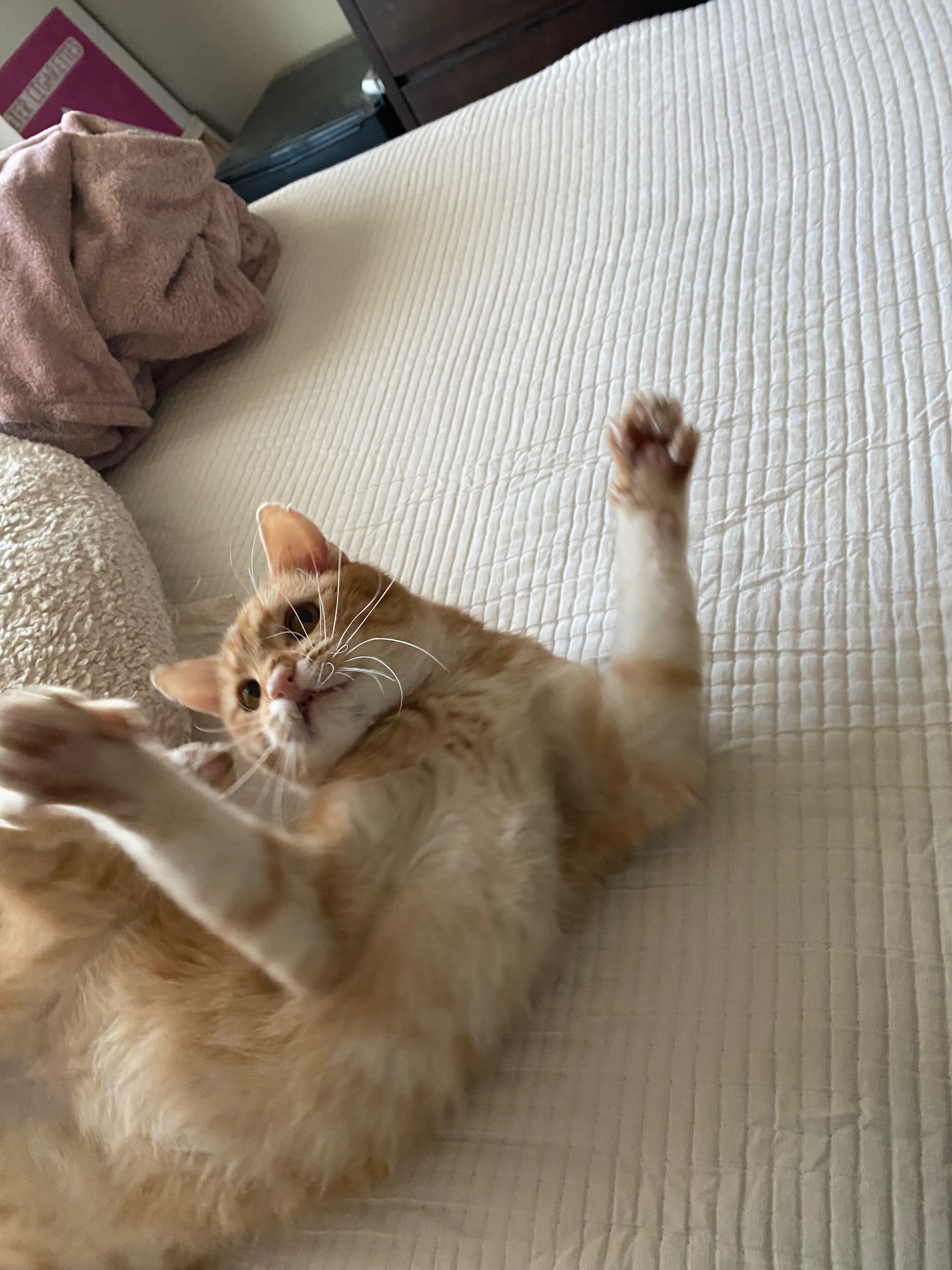 Help Shrimp Get His Life-Changing Surgery campaign photo, 5 of 8