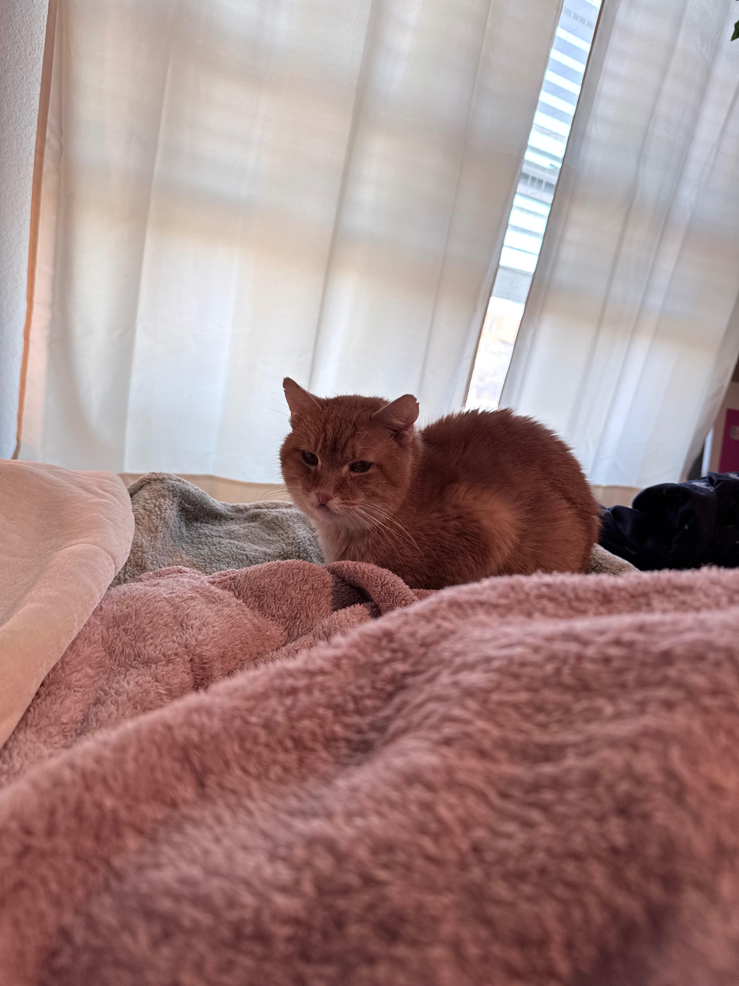 Help Shrimp Get His Life-Changing Surgery campaign photo, 6 of 8