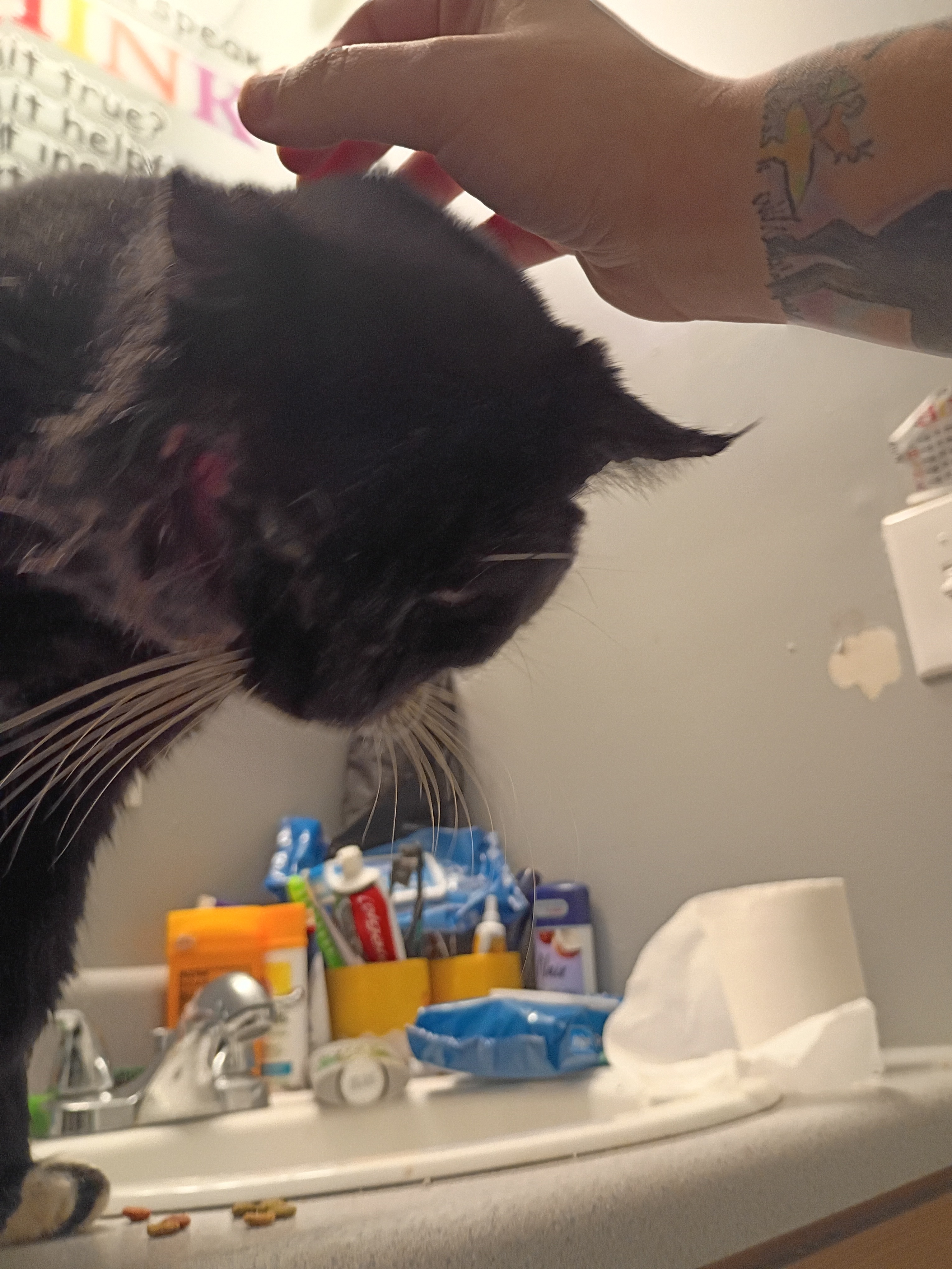 Urgent Care Needed for Injured Cat's Recovery campaign photo, 4 of 5